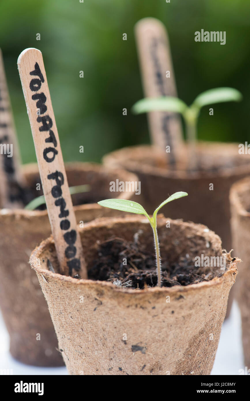 Solanum Lycopersicum.  Tomate Pomadoro Sämlinge in biologisch abbaubare Blumentöpfe Stockfoto