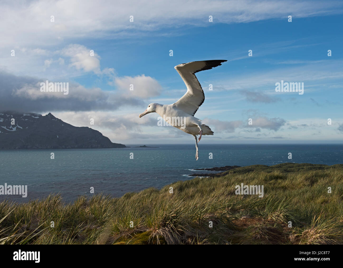 Wanderalbatros Diomeda Exulans Albatross Island, Bucht der Inseln, Südgeorgien Stockfoto