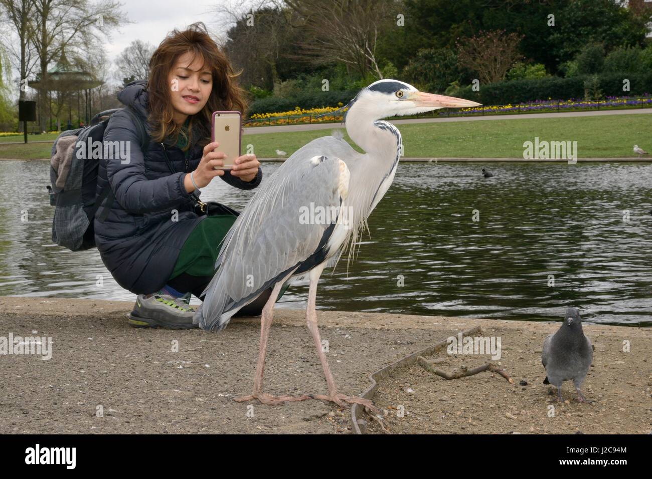 Asiatische Frau Fotografieren ein Graureiher (Ardea Cinerea) mit einem Smartphone im Regents Park, London, UK, März. -Modell veröffentlicht. Stockfoto