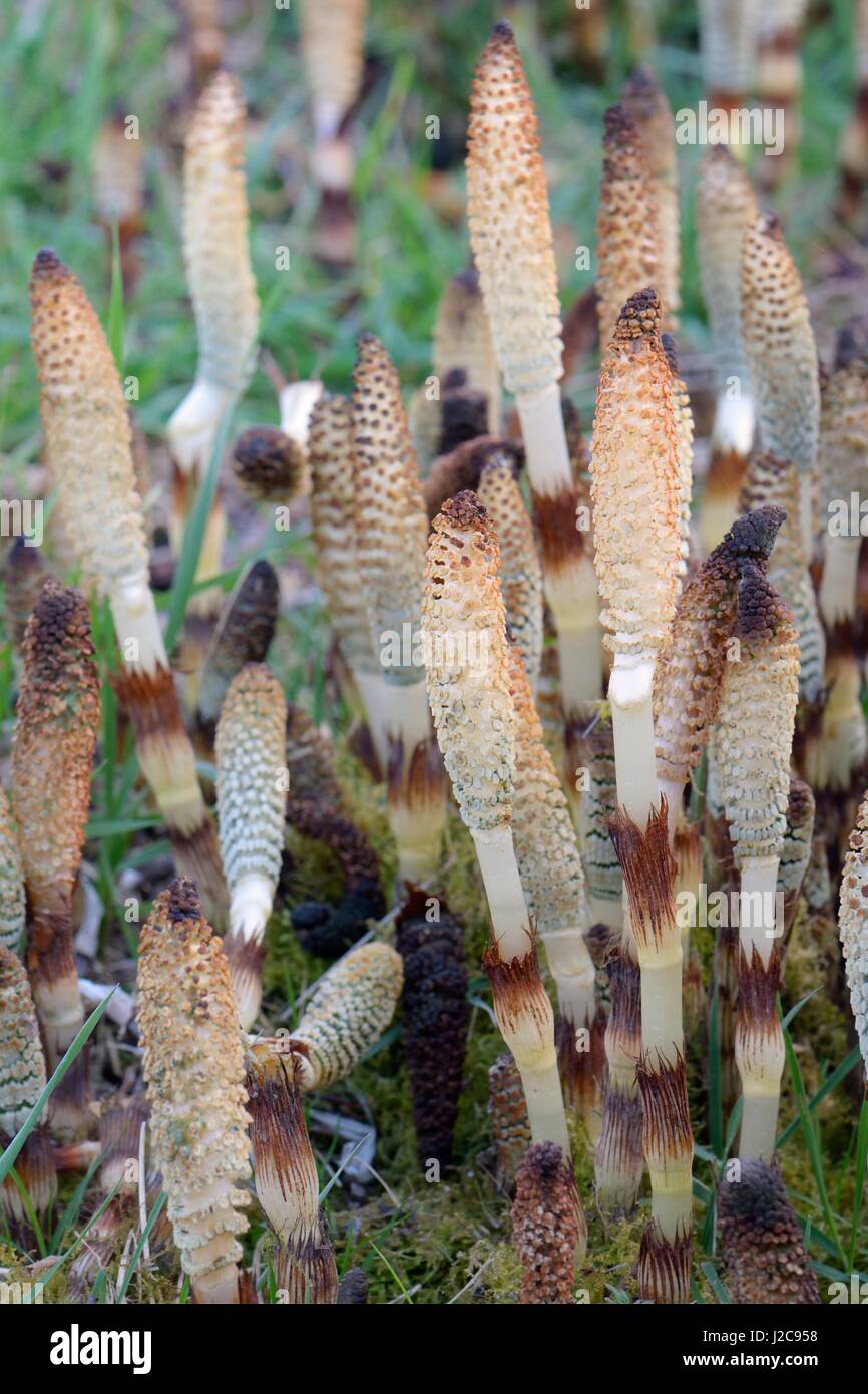 Dichten Stand der großen Schachtelhalm (Equisteum Telmateia) Spore Kegel aus Kanalufer, Bathampton, Bad und nordöstlichen Somerset, UK, März. Stockfoto