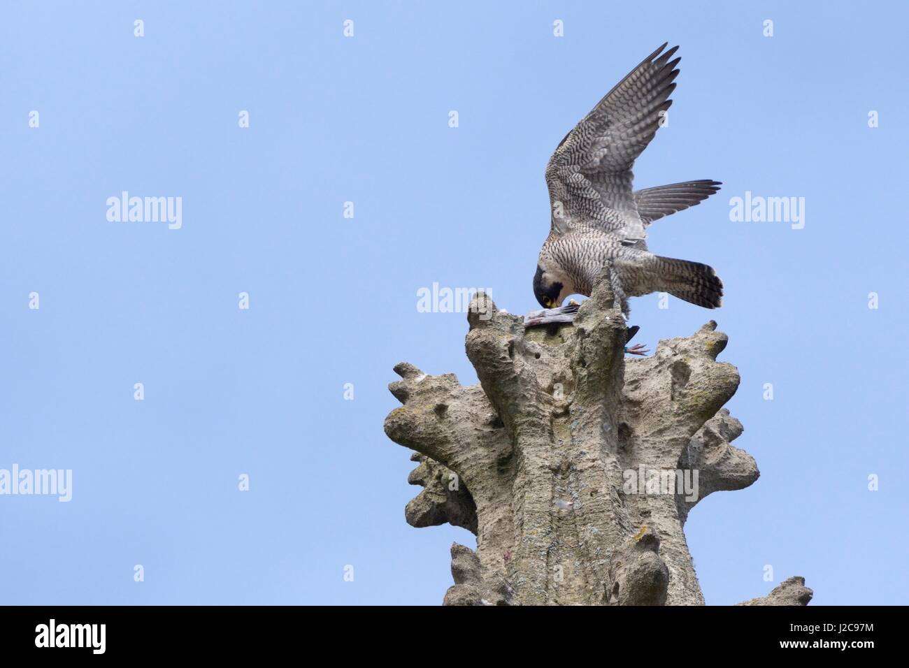 Wanderfalke (Falco Peregrinus) thront auf einem ornamentalen Gipfel der Kirchturm St. Johns, Fütterung auf eine wilde Taube (Columba Livia), Bath, Großbritannien Stockfoto