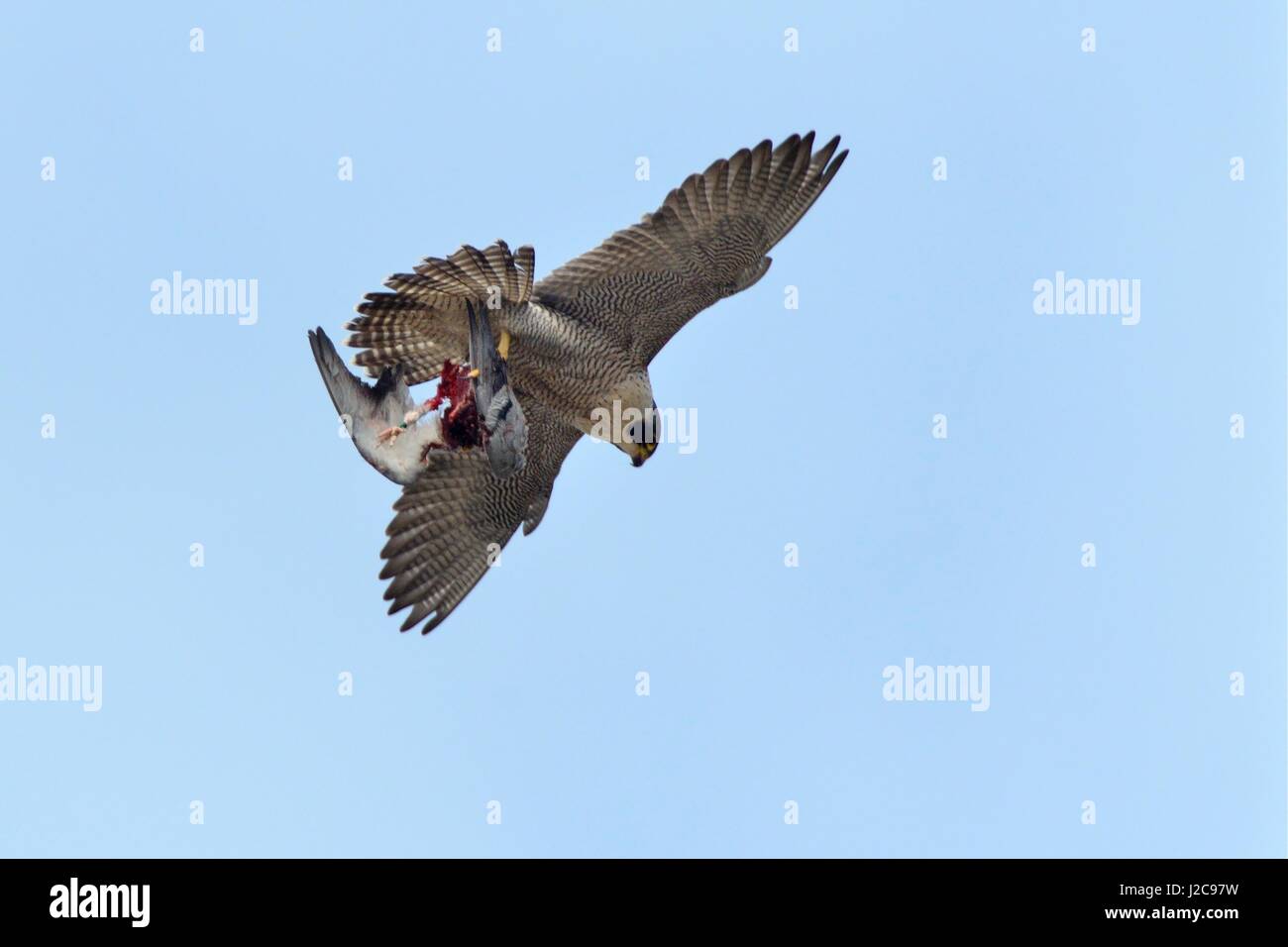 Wanderfalke (Falco Peregrinus) fliegt mit wilde Taube (Columba Livia) Beute, Bath, UK, April. Stockfoto