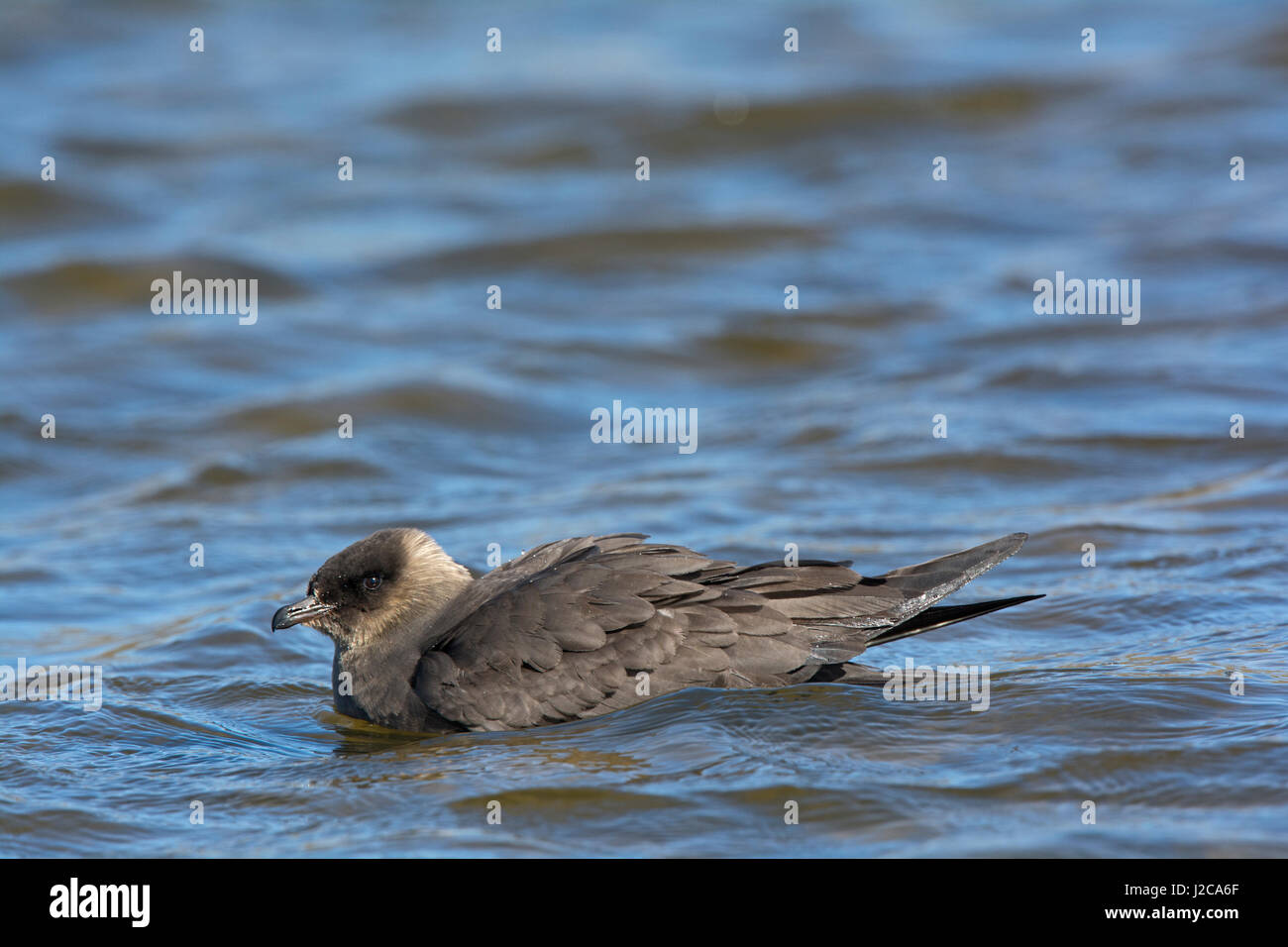 Arctic Skua Stercorarius Parasiticus (dunkle Form) Unst Shetland Juni Stockfoto