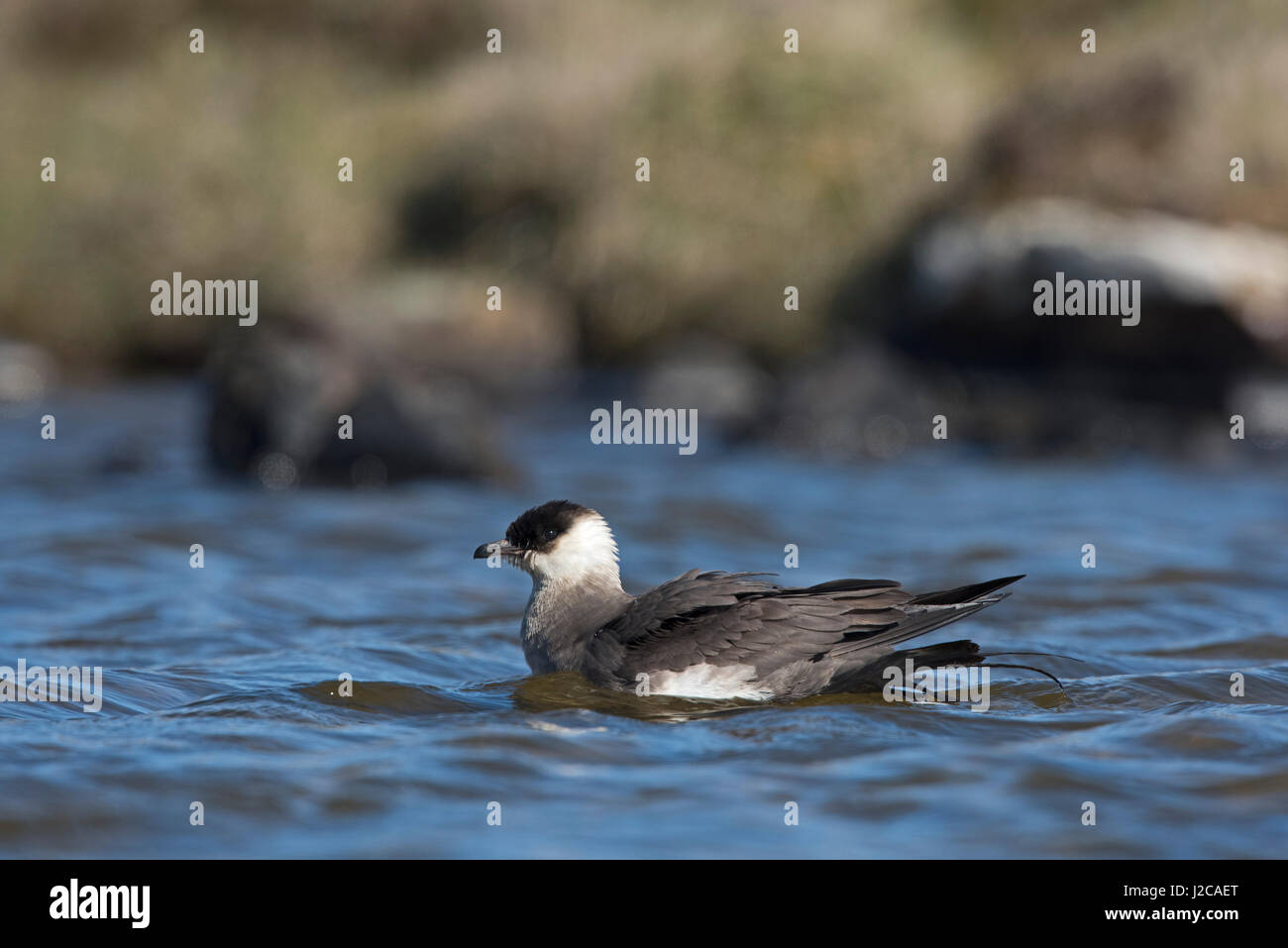 Arctic Skua Stercorarius Parasiticus (Mittelstufe / blasse Form) Unst Shetland Juni Stockfoto