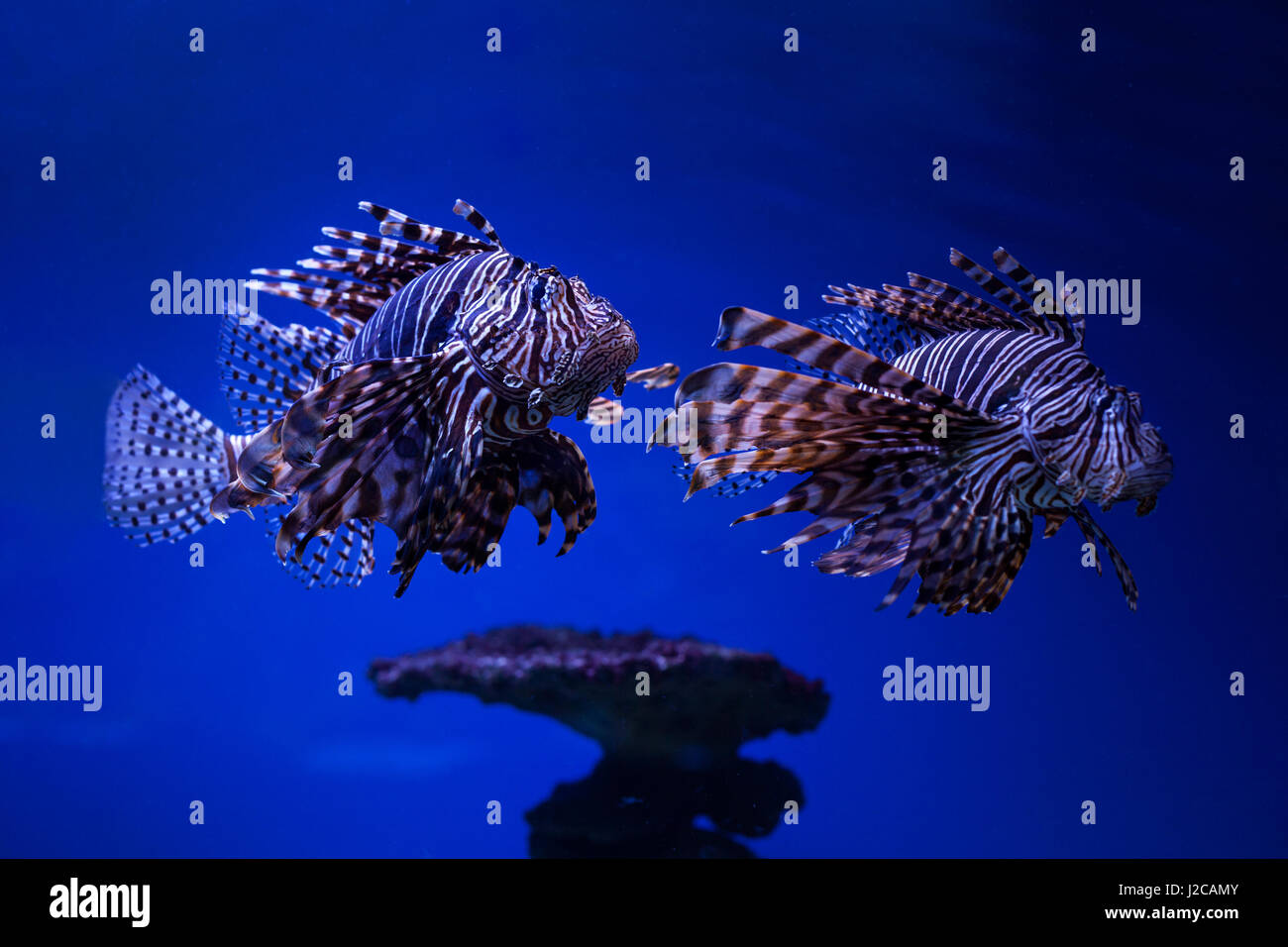 Schmetterling-Kabeljau auf dem Meeresboden im Wasser zu fischen. Stockfoto