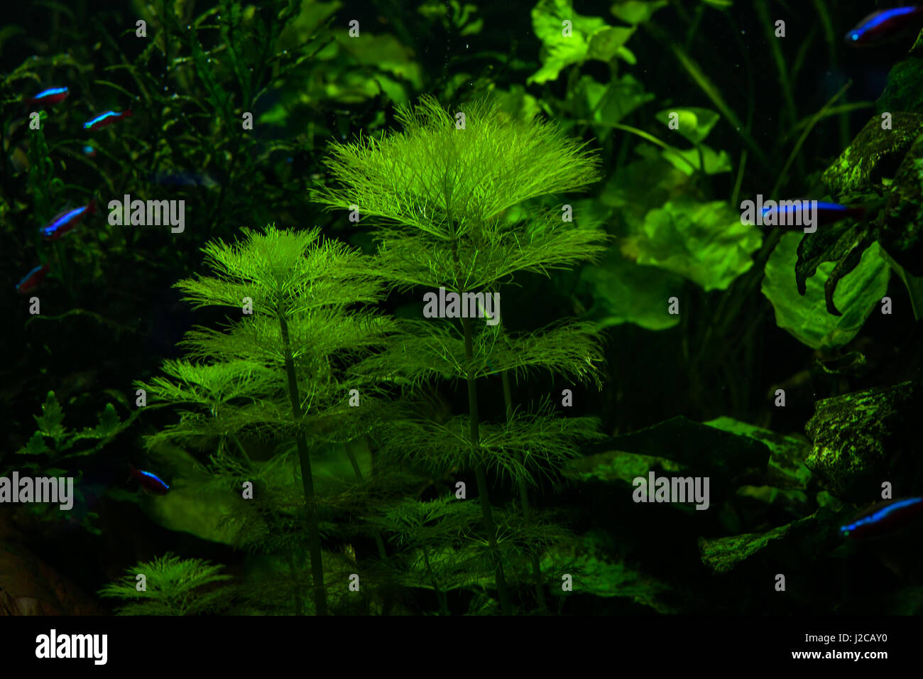 Grüne Algen im Aquarium für Fische. Stockfoto