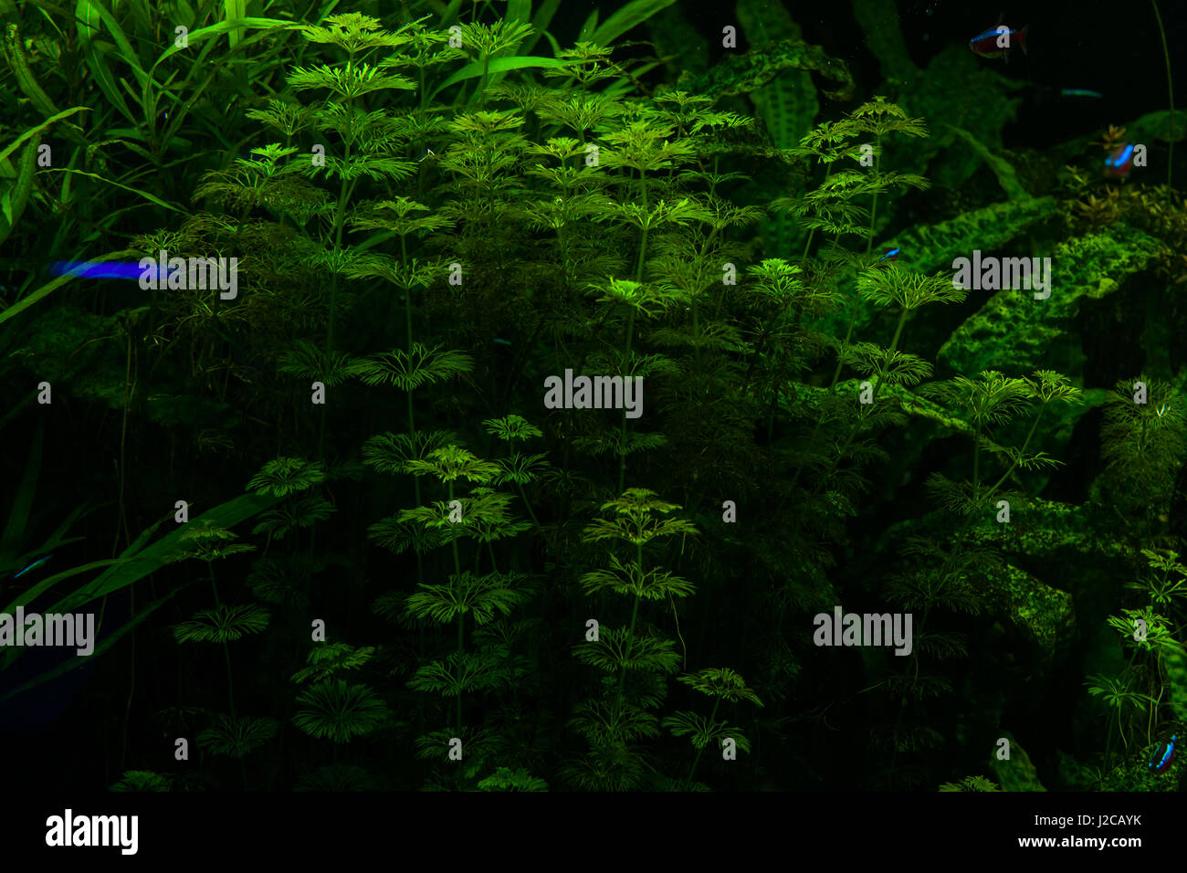 Grüne Algen auf dem Meeresgrund. Stockfoto
