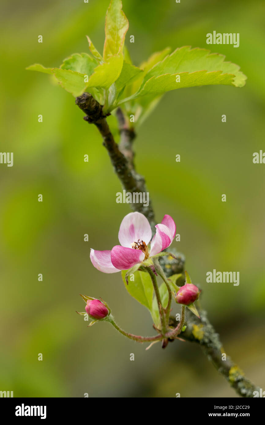 Apple Blossom, Golden Delicious, Apfelbaum (Malus Domestica), Genthin, Sachsen-Anhalt, Deutschland Stockfoto