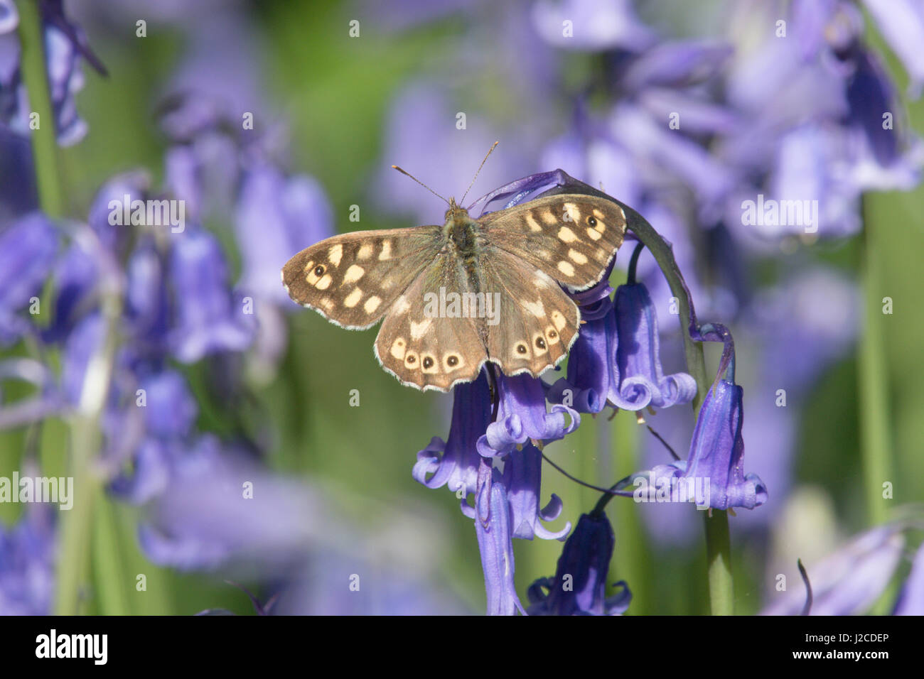 Gesprenkelte Holz, Pararge Aegeria, auf Bluebell, englische Bluebell Holz. Sussex, UK. April. Stockfoto
