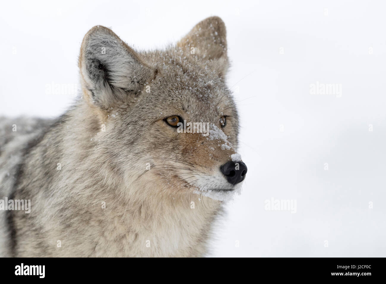 Kojote / Kojote (Canis Latrans) im Winter, close-up eines erwachsenen Tieres im Schnee, detaillierte Headshot, bedeckt mit Schneeflocken, Yellowstone NP, USA. Stockfoto