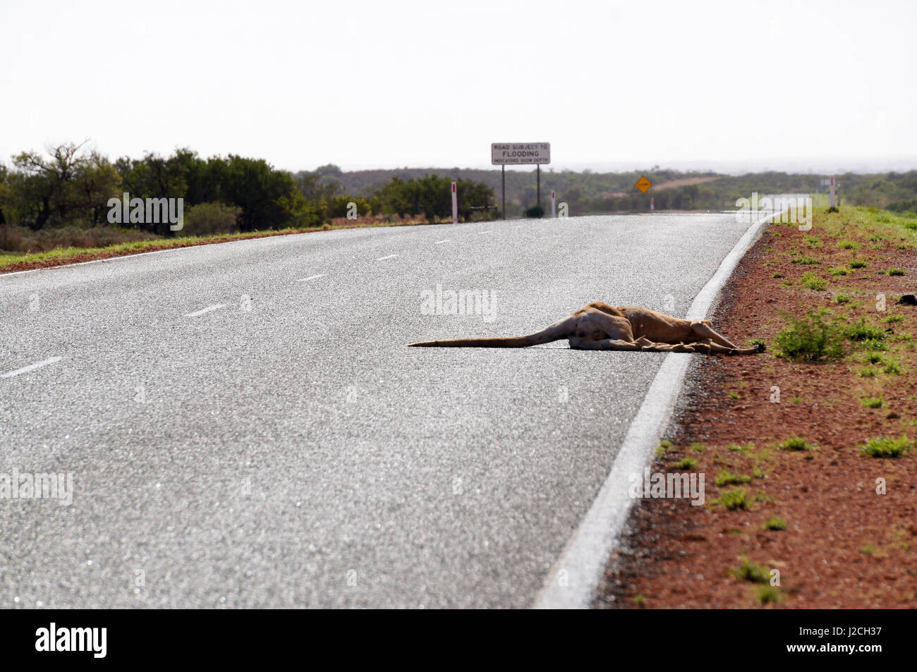 Australien, West-Australien, Yandoo Creek, Kanguruh, wahrscheinlich (irgendwo) auf die NW Coastal Highway Stockfoto