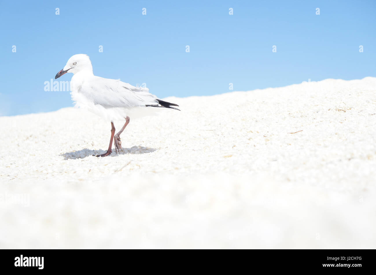 Australien, West-Australien, Francois Peron National Park, eine Möwe am Shell Beach, nicht aus Sand sondern aus winzig kleinen weissen Muscheln Stockfoto