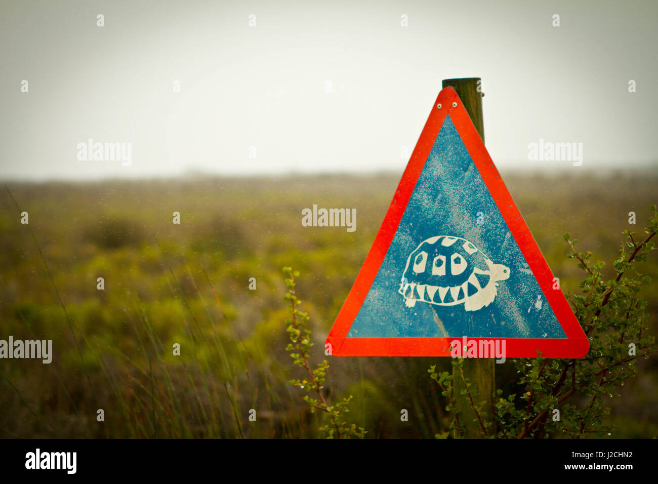 Südafrika, Western Cape, Kapstadt, Garden Route rund um Kapstadt. Einem regnerischen Tag, Vorsicht Schildkröte Stockfoto