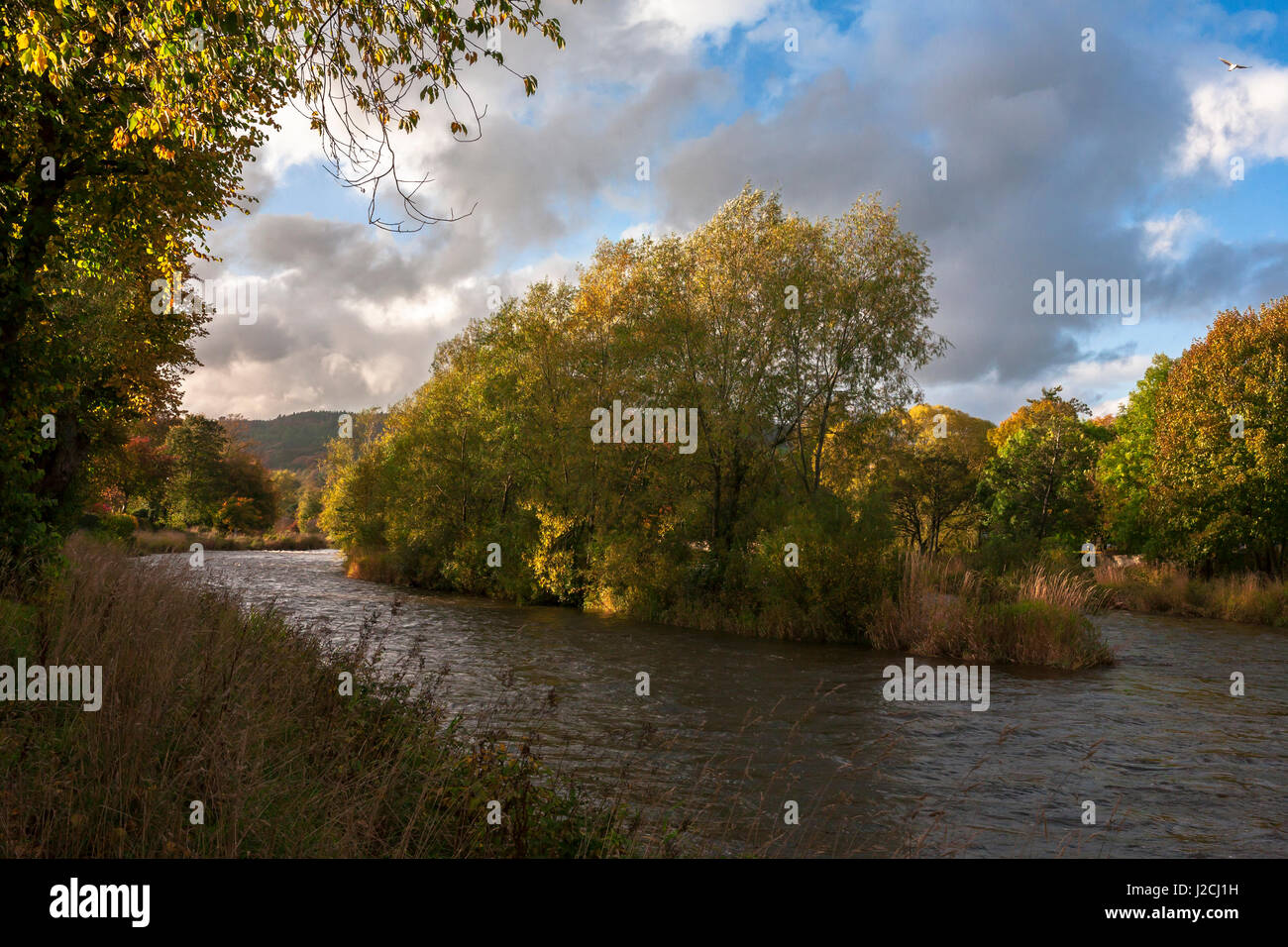 Der Fluss Tweed und Tweed-Insel in Peebles, Scottish Borders Stockfoto