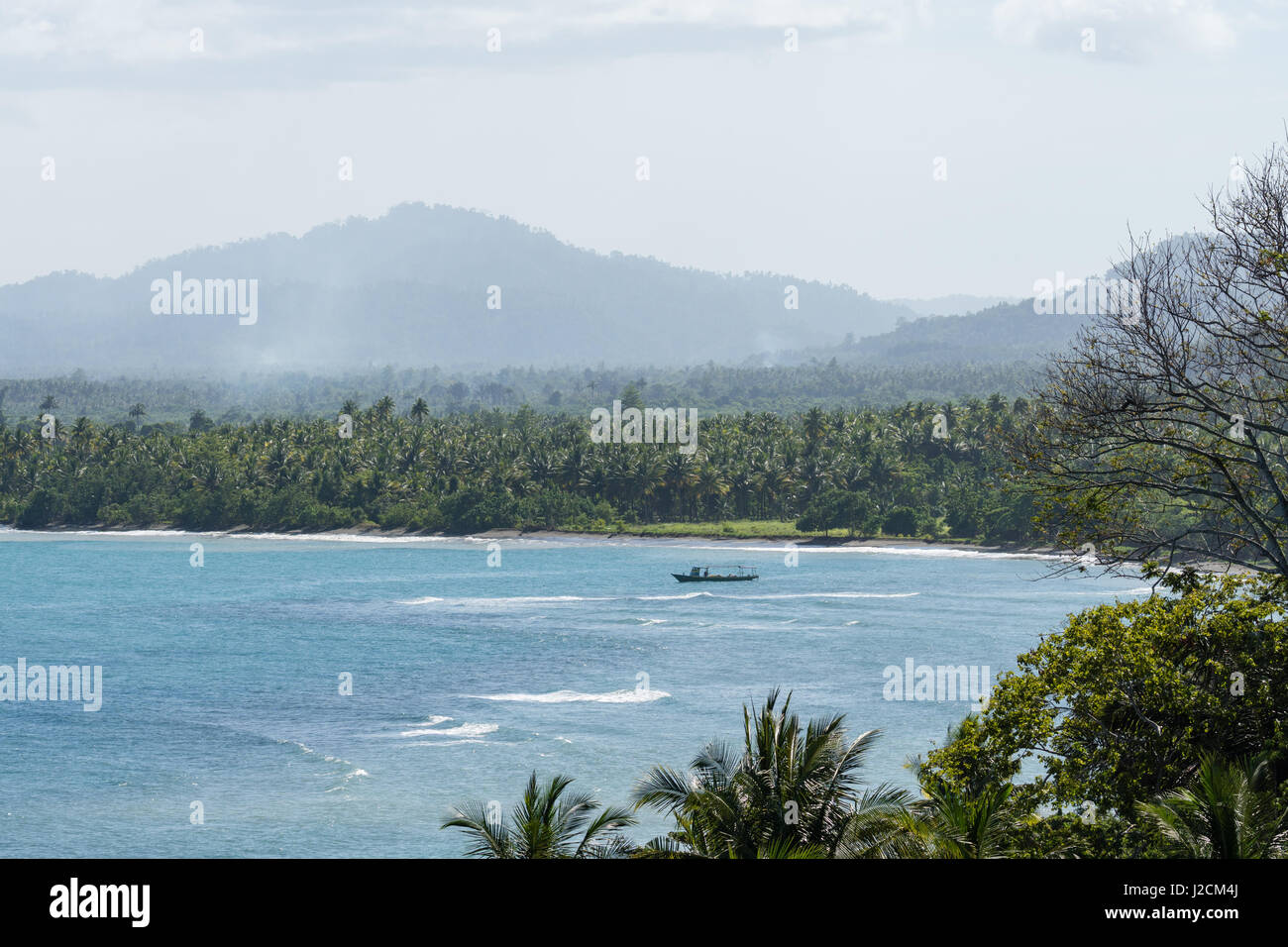 Indonesien, Maluku Utara, Kabupaten Halmahera Utara, Palm Tree Wald am Meer am nördlichen Molikken Stockfoto