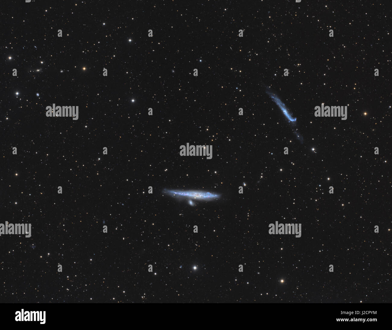 Die Wal-Galaxie (NGC 4631, Caldwell 32) und Galaxien NGC 4656, NGC 4657 und NGC 4627 in das Sternbild Canes Venatici (Jagdhunde). Stockfoto