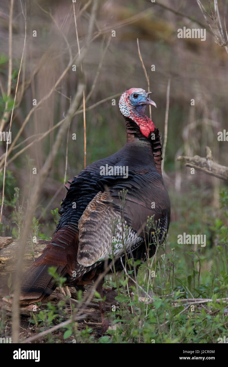 Wilder Truthahn Stockfoto