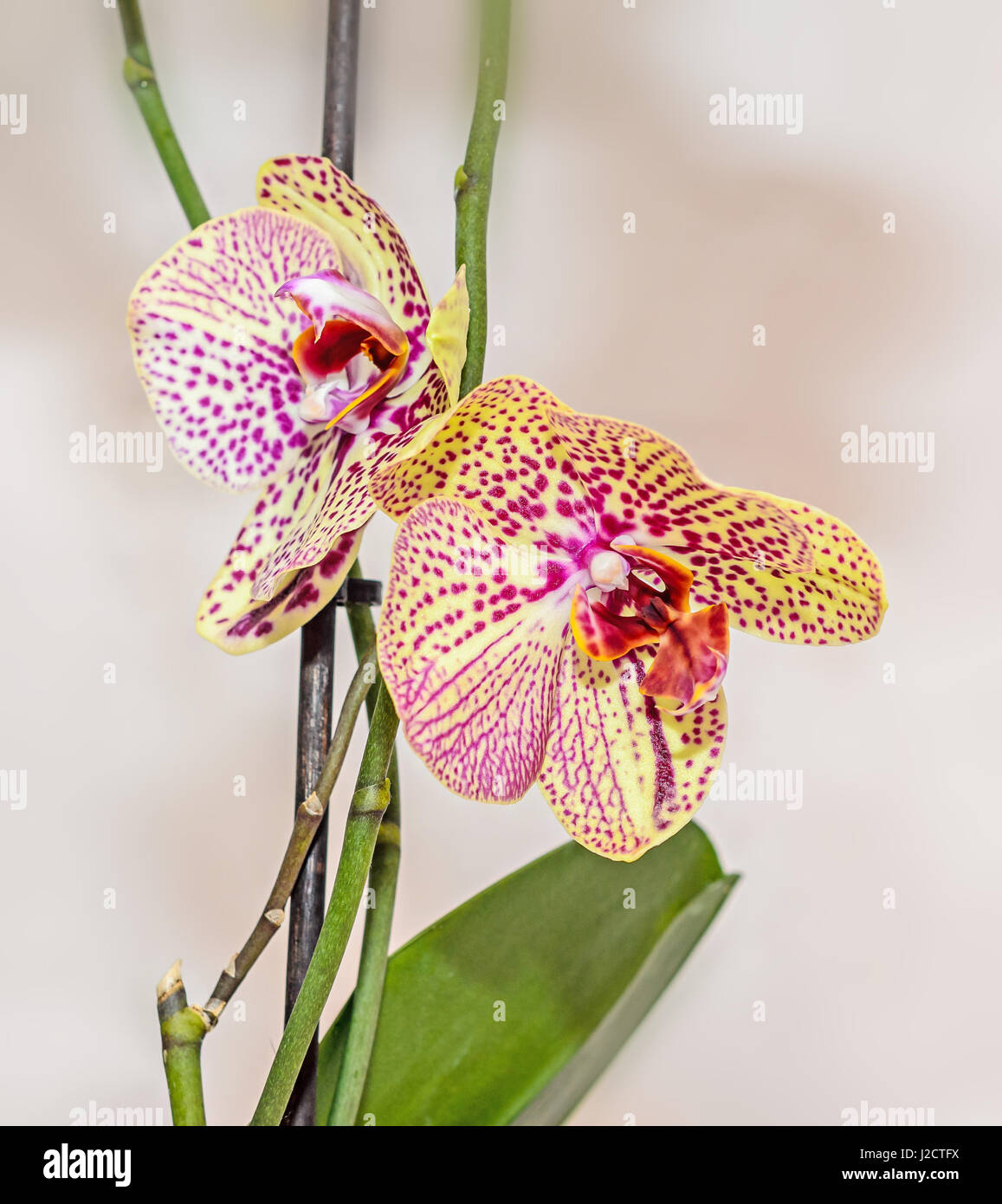 Gelb mit roten Flecken Orchidee hautnah Zweig Blumen, isoliert auf weißem Hintergrund