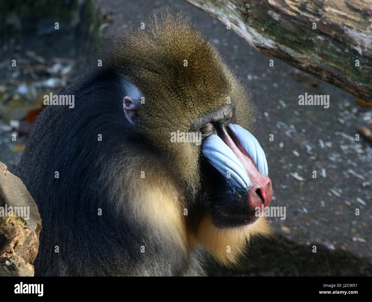 Ältere männliche westafrikanischen Mandrill (Mandrillus Sphinx) ein Nickerchen Stockfoto