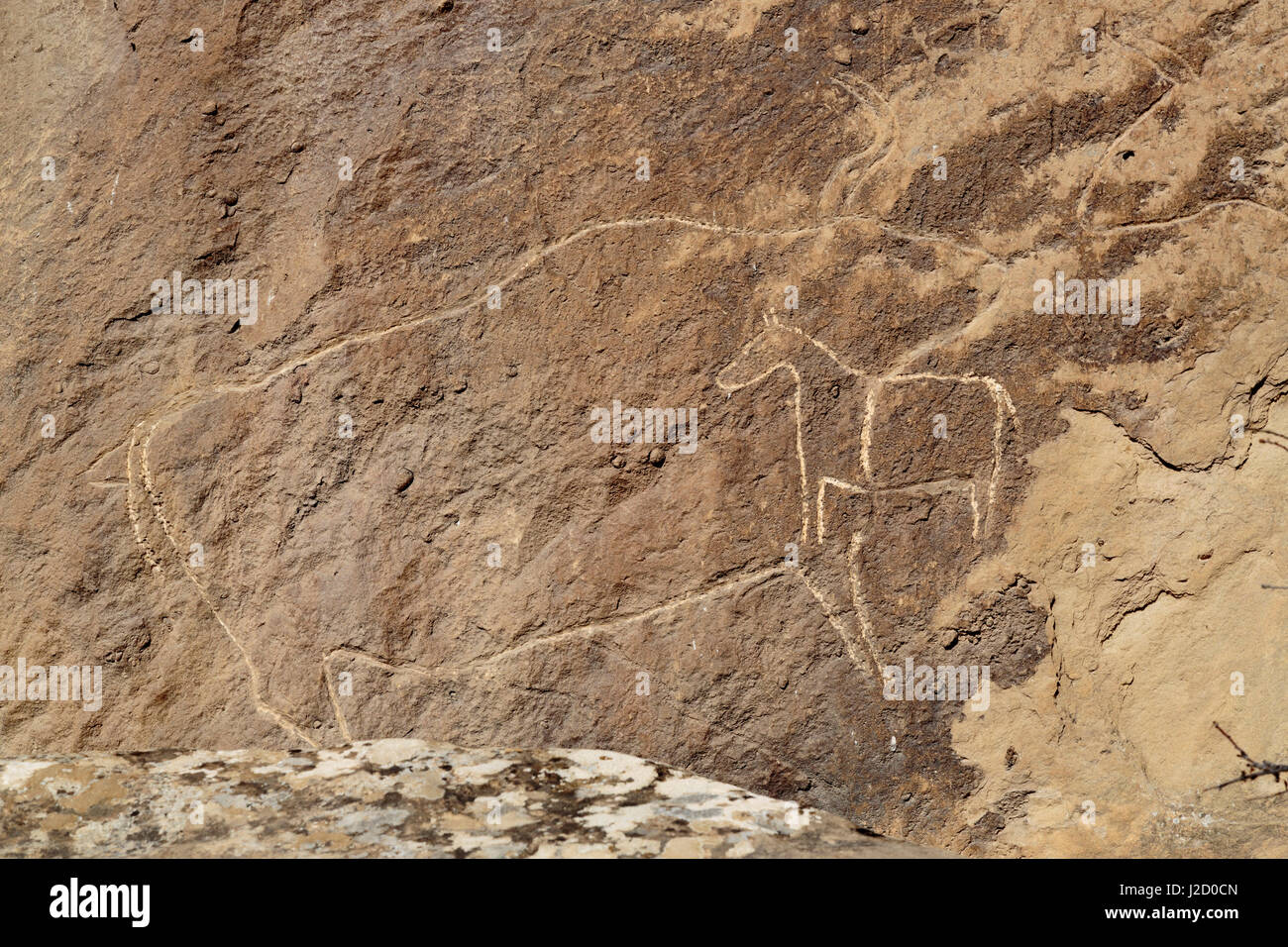 Aserbaidschan, Qobustan. Felszeichnungen von Tieren geschnitzt in einen Stein im Gobustan National Park. Stockfoto