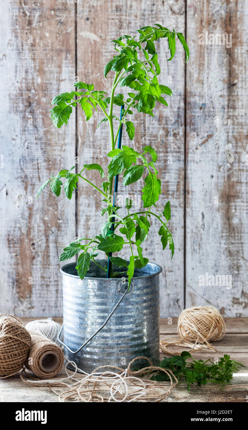 Vorbereitung eines städtischen Gemüsegartens: Tomatenpflanze in einem Zinn Topf auf einem Holztisch. Stockfoto