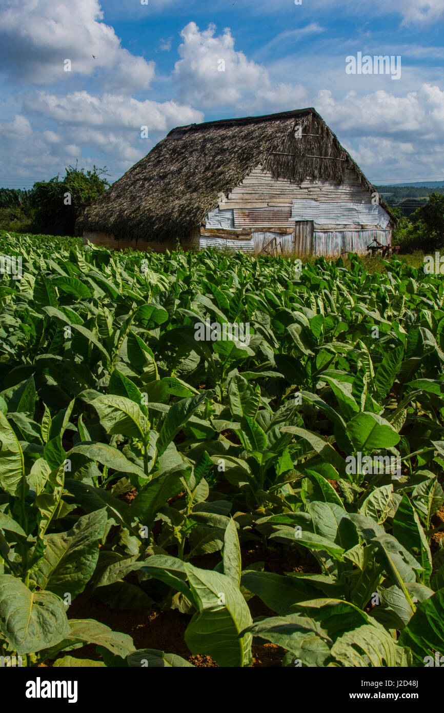 Kuba. Pinar Del Rio. Vinales. Scheune von Tabakfeldern umgeben. Stockfoto