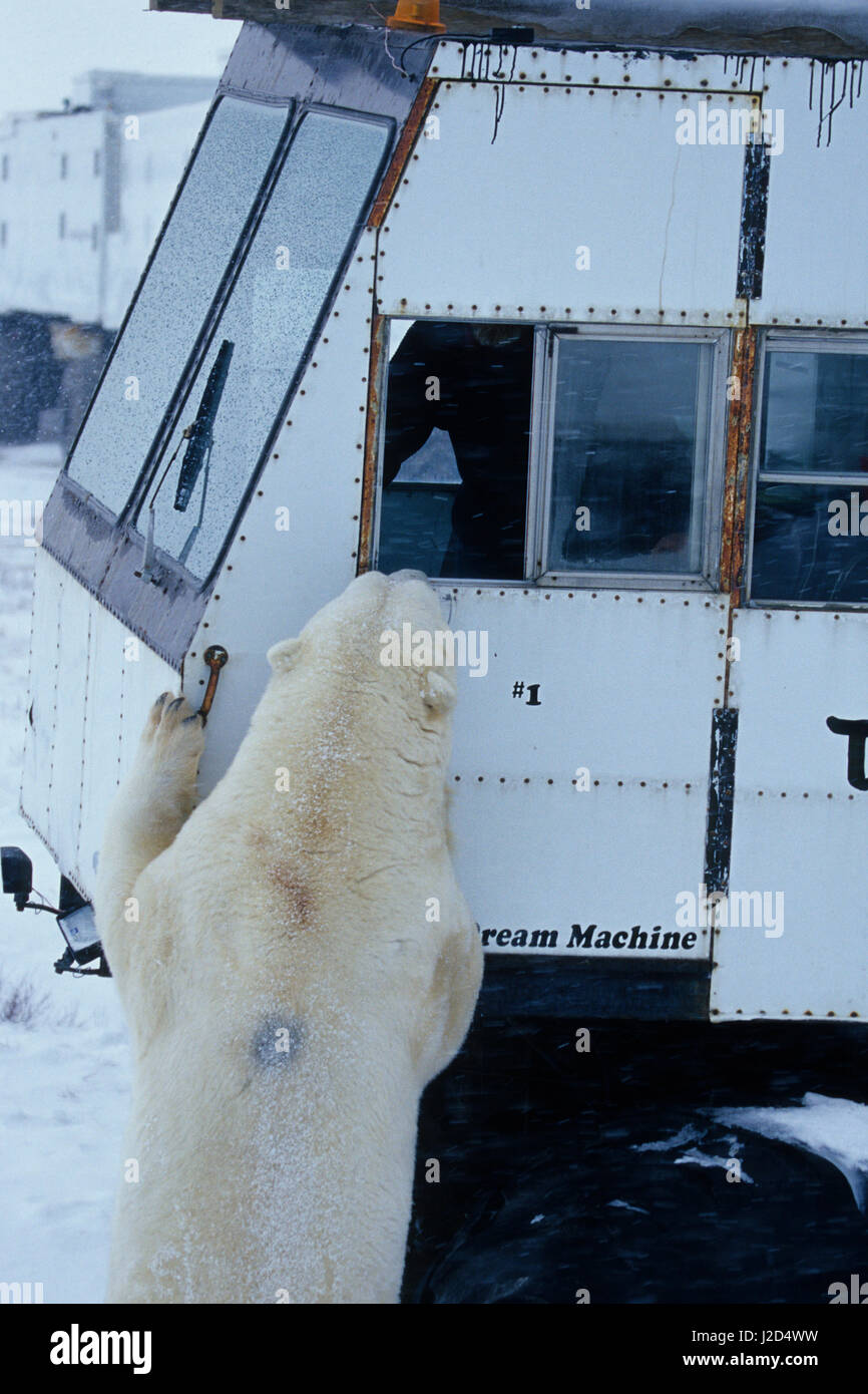 Eisbär (Ursus Maritimus) und Tundra Buggy, Churchill, Manitoba, Kanada Stockfoto