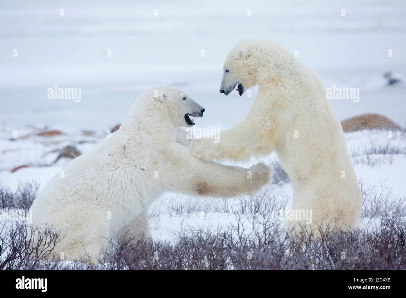 Eisbären (Ursus Maritimus) sparring im Churchill Wildlife Management Area, Churchill, Manitoba, Kanada Stockfoto