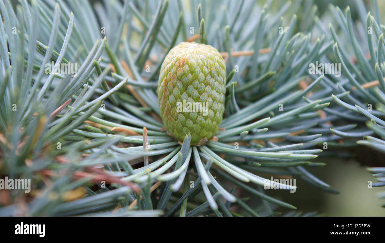 Eine junge Pine Cone auf einer Kiefer Stockfoto