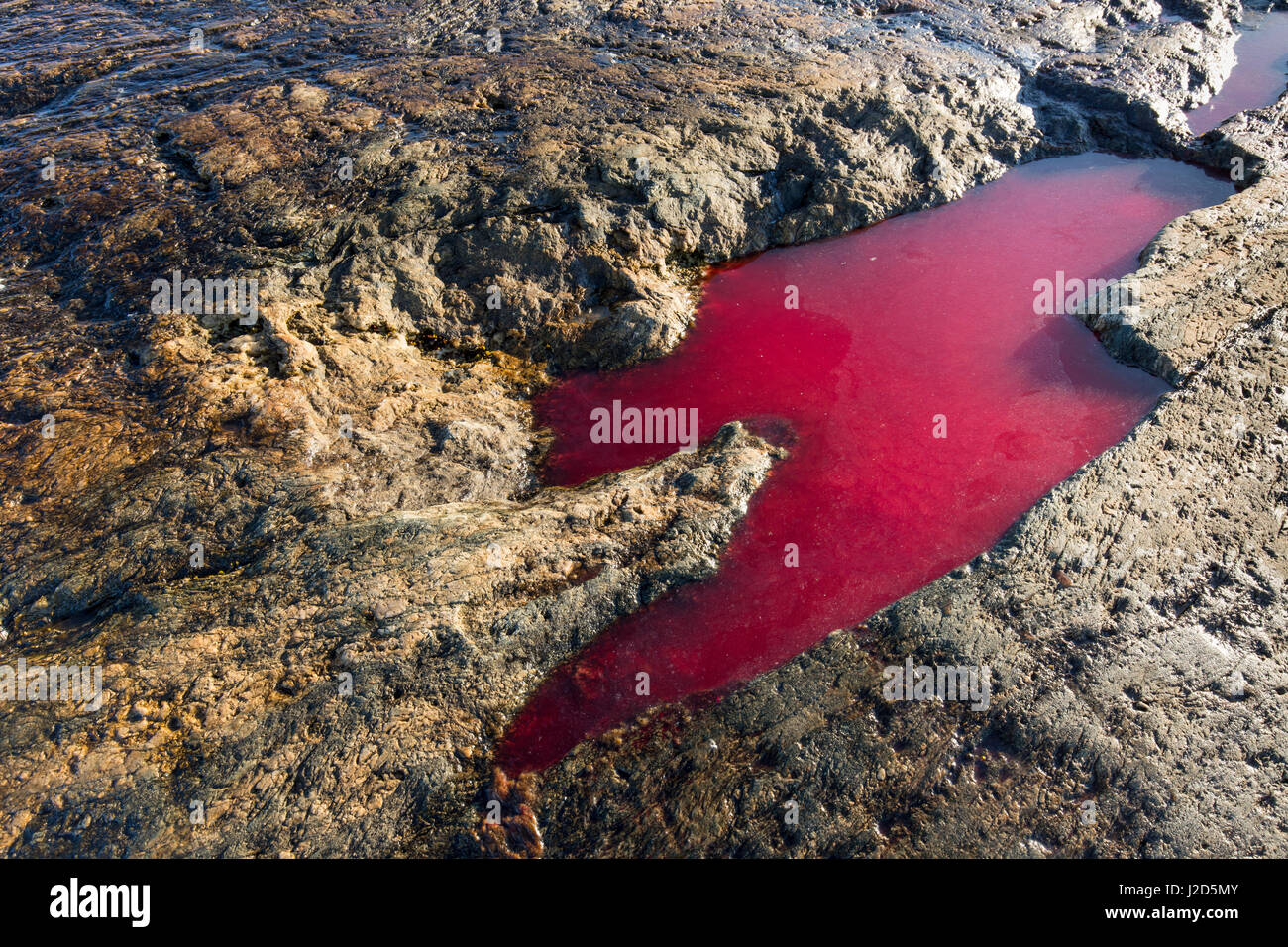Kanada, liegt Nunavut Territory, Blut von Beluga-Wal (Delphinapterus Leucas) von Inuit-Jägern getötet im Pool auf Marmor-Insel Stockfoto