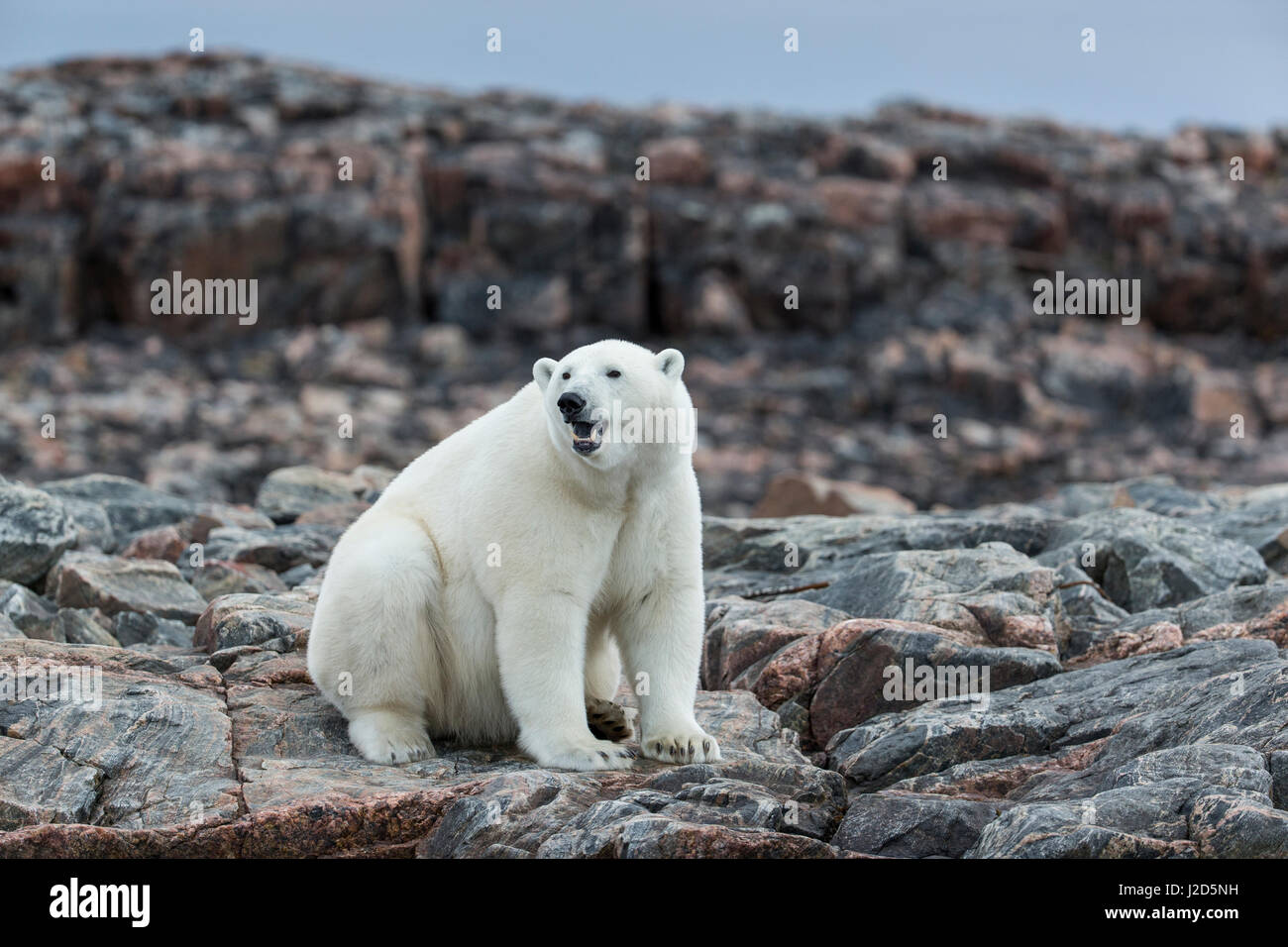 Kanada, Nunavut Territory, Repulse Bay, Eisbär (Ursus Maritimus) sitzen entlang der Küstenlinie von Harbor Islands in der Nähe von Polarkreis entlang der Hudson Bay Stockfoto