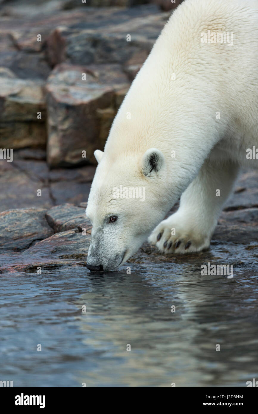 Kanada, Nunavut Territory, Repulse Bay, Eisbär (Ursus Maritimus) schnüffeln entlang der Küstenlinie von Harbor Islands in der Nähe von Polarkreis entlang der Hudson Bay Stockfoto
