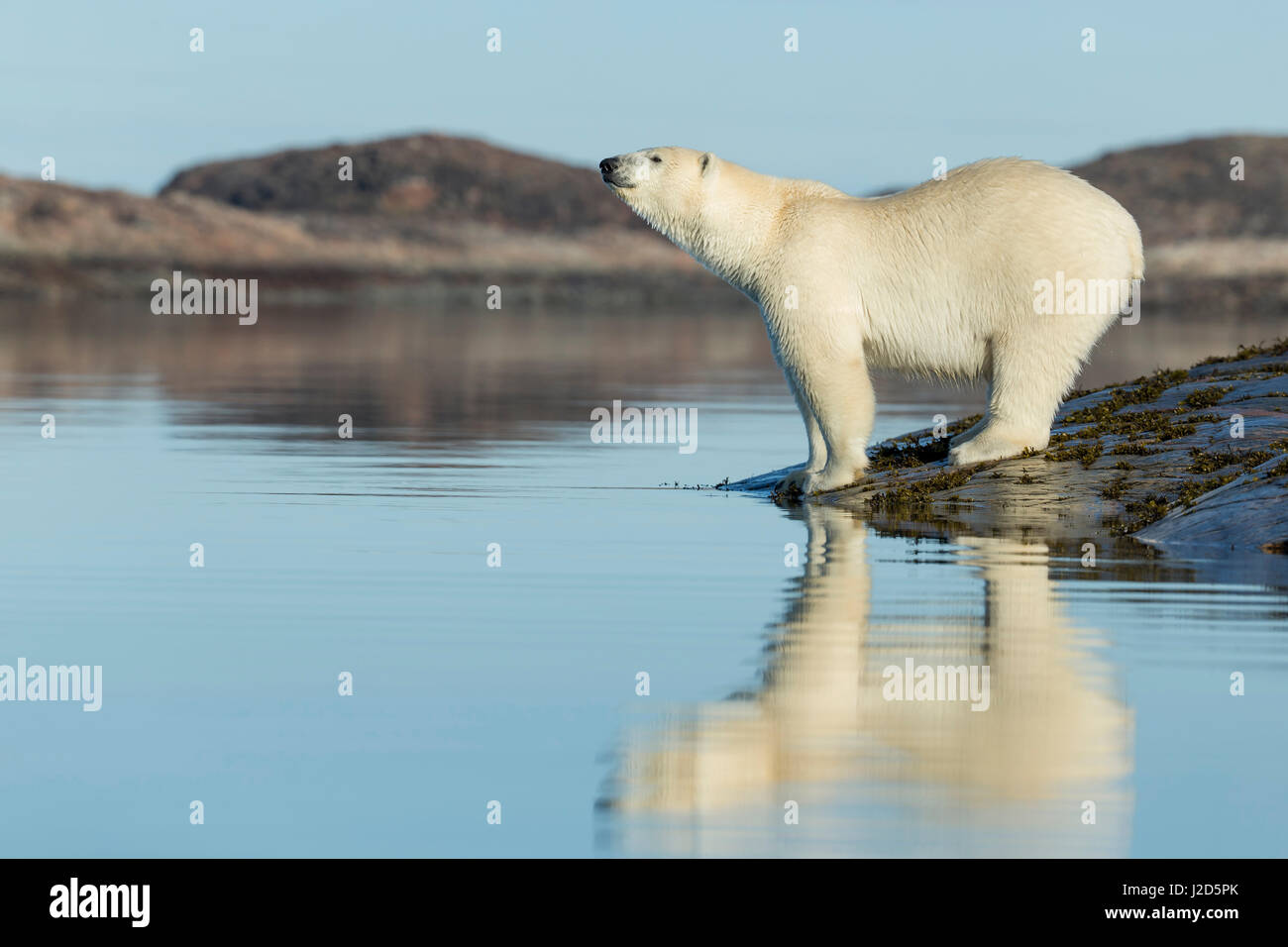 Kanada, Nunavut Territory, Repulse Bay, Eisbären (Ursus Maritimus) stehen entlang der Küstenlinie von Harbor Islands entlang der Hudson Bay Stockfoto