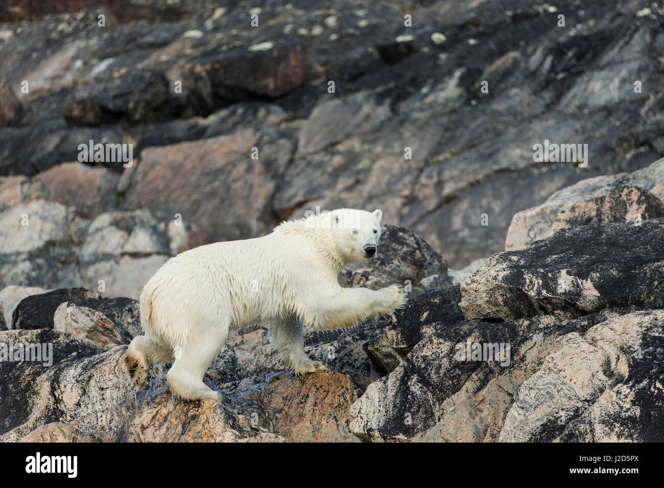 Kanada, Nunavut Territory, Repulse Bay, Eisbär (Ursus Maritimus) Klettern an Felshängen entlang Hurd Kanal entlang der Hudson Bay in der Nähe von Polarkreis Stockfoto