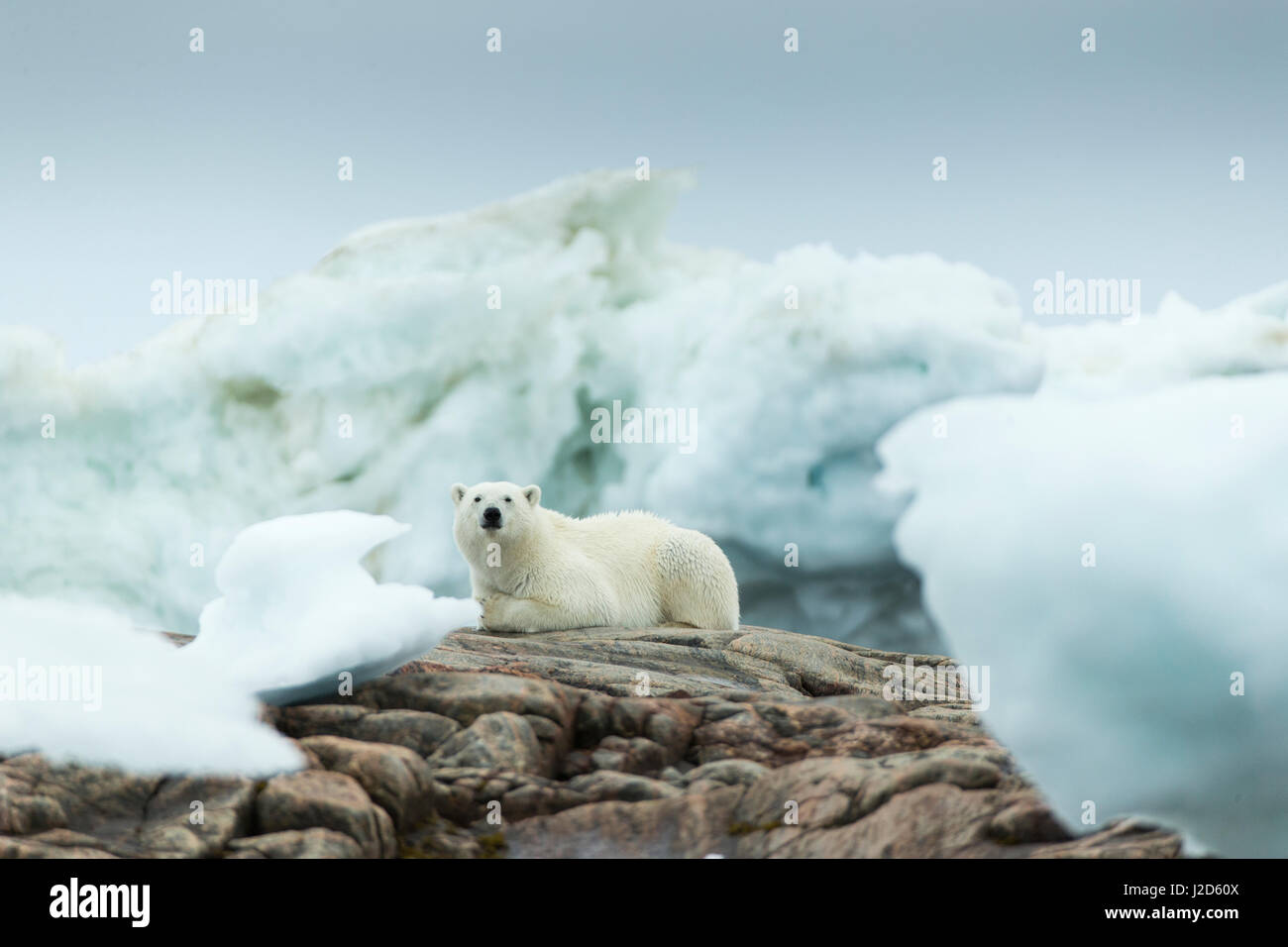 Kanada, Nunavut Territory, Repulse Bay, Eisbär (Ursus Maritimus) ruht auf felsigen Küstenlinie von Harbor Islands Stockfoto