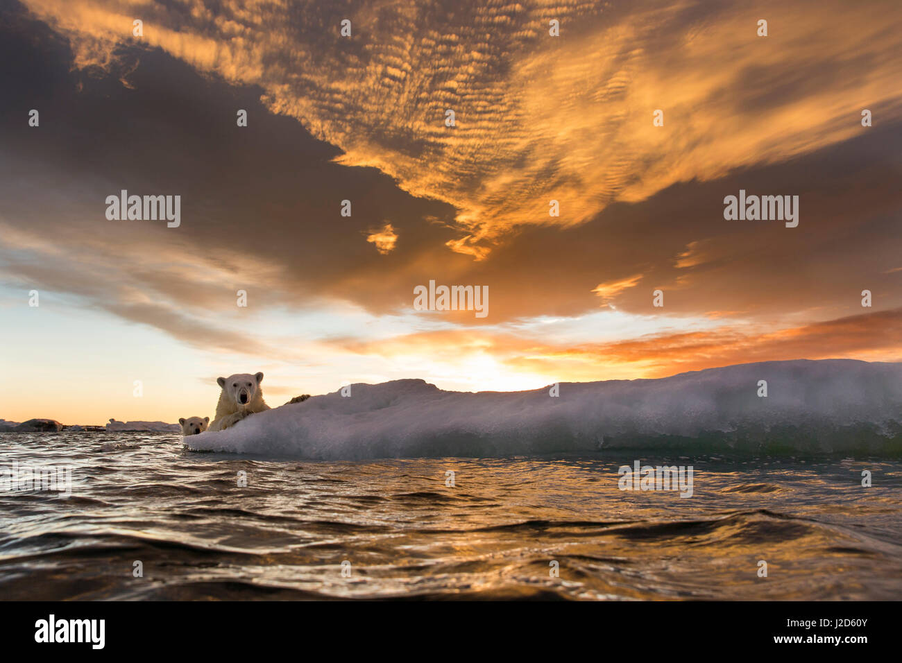 Kanada, Territorium Nunavut, Repulse Bay, Eisbär und jungen Cub (Ursus Maritimus) Klammern sich an die Eisschmelze Meer bei Sonnenuntergang in der Nähe von Harbor Islands Stockfoto