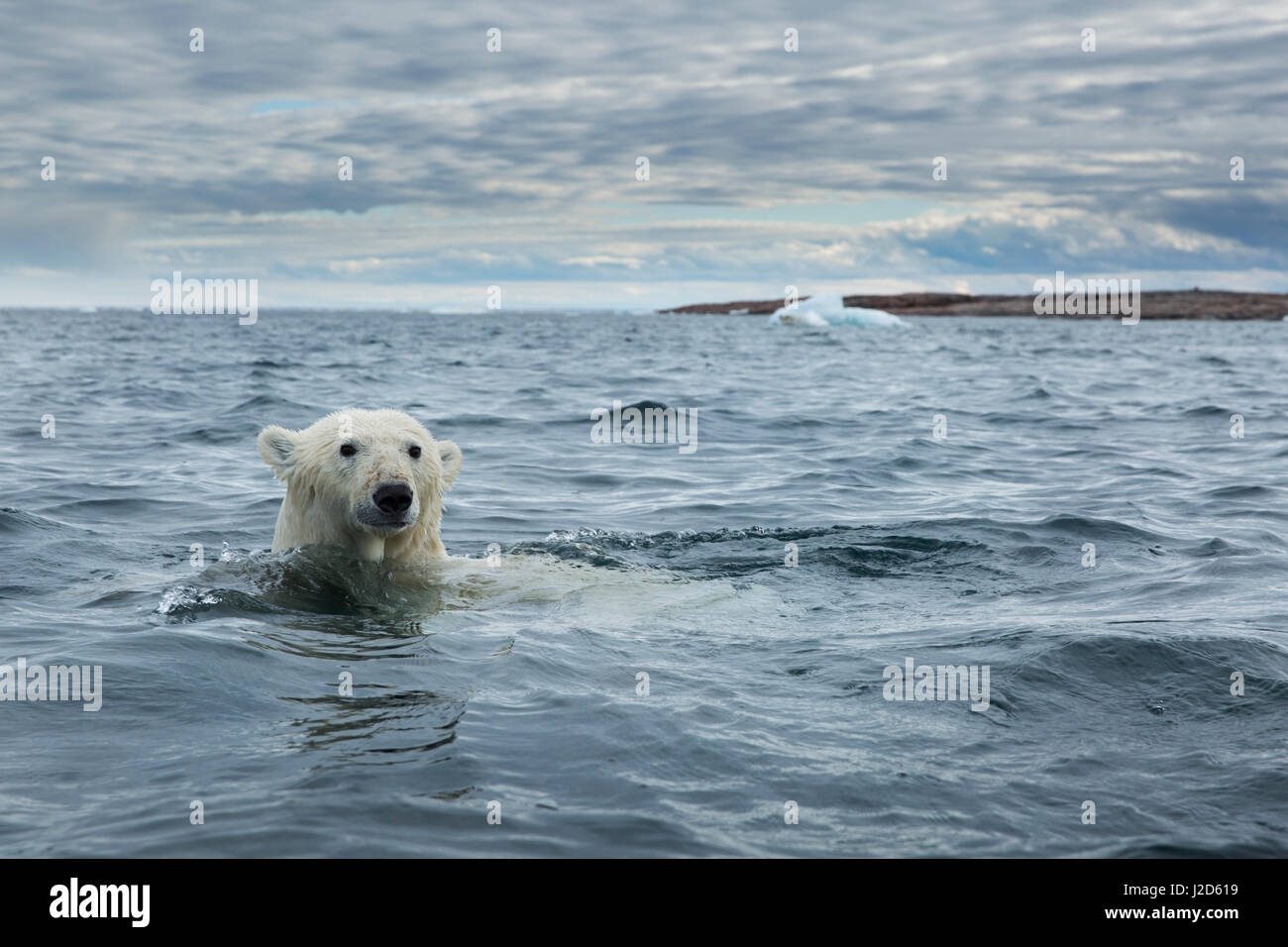 Kanada, Nunavut Territory, Repulse Bay, Eisbär (Ursus Maritimus) schwimmen in der Nähe von Harbor Islands Stockfoto