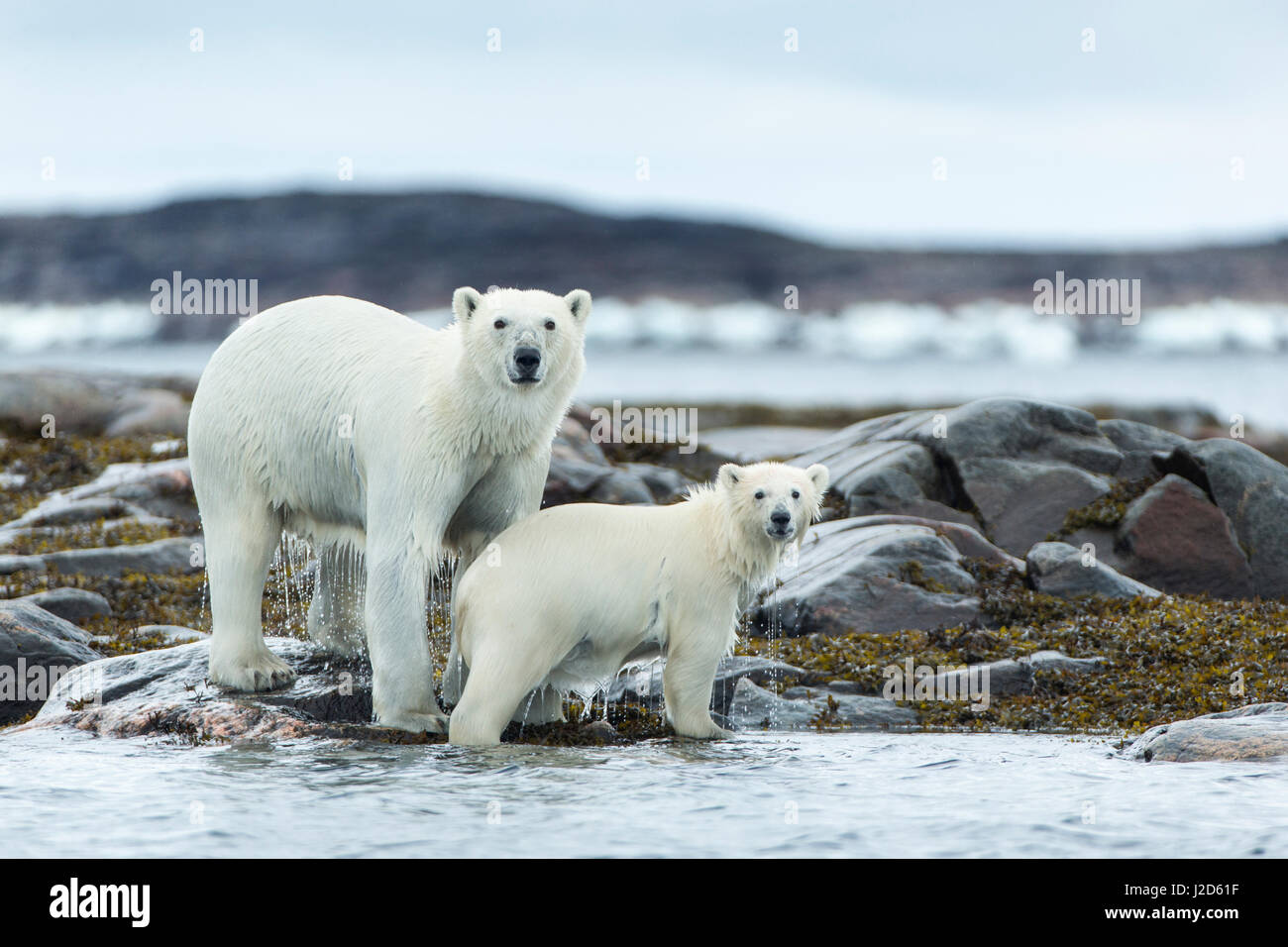 Kanada, Territorium Nunavut, Repulse Bay, Eisbär und Cub (Ursus Maritimus) an der Hudson Bay Harbor Islands Küste in der Nähe von Polarkreis Wandern Stockfoto