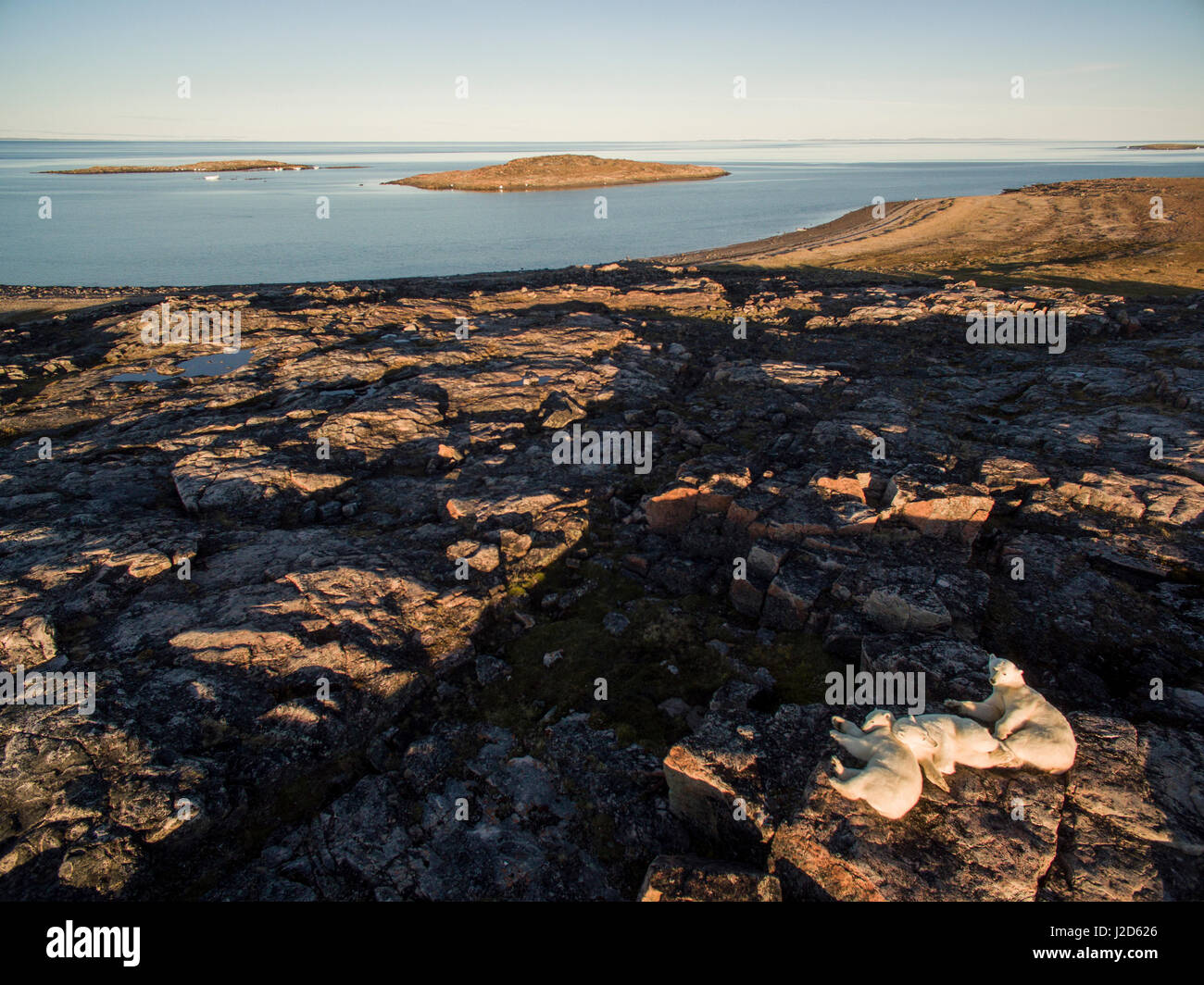 Kanada, Nunavut Territory, Repulse Bay, Eisbär (Ursus Maritimus) mit jungen in der Hudson Bay in der Nähe von Polarkreis Hügeln ruhen Stockfoto