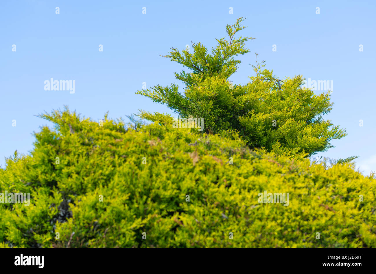 Oben von einer grünen Hecke brauchen Trimmen. Stockfoto