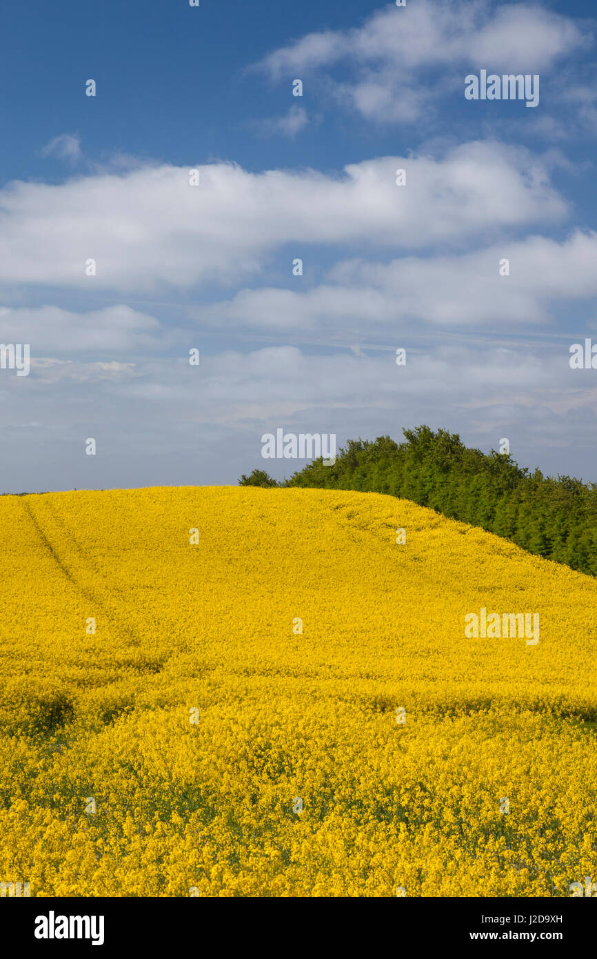 Dänemark, Fünen, Astrup, Raps Feld, Frühling Stockfoto