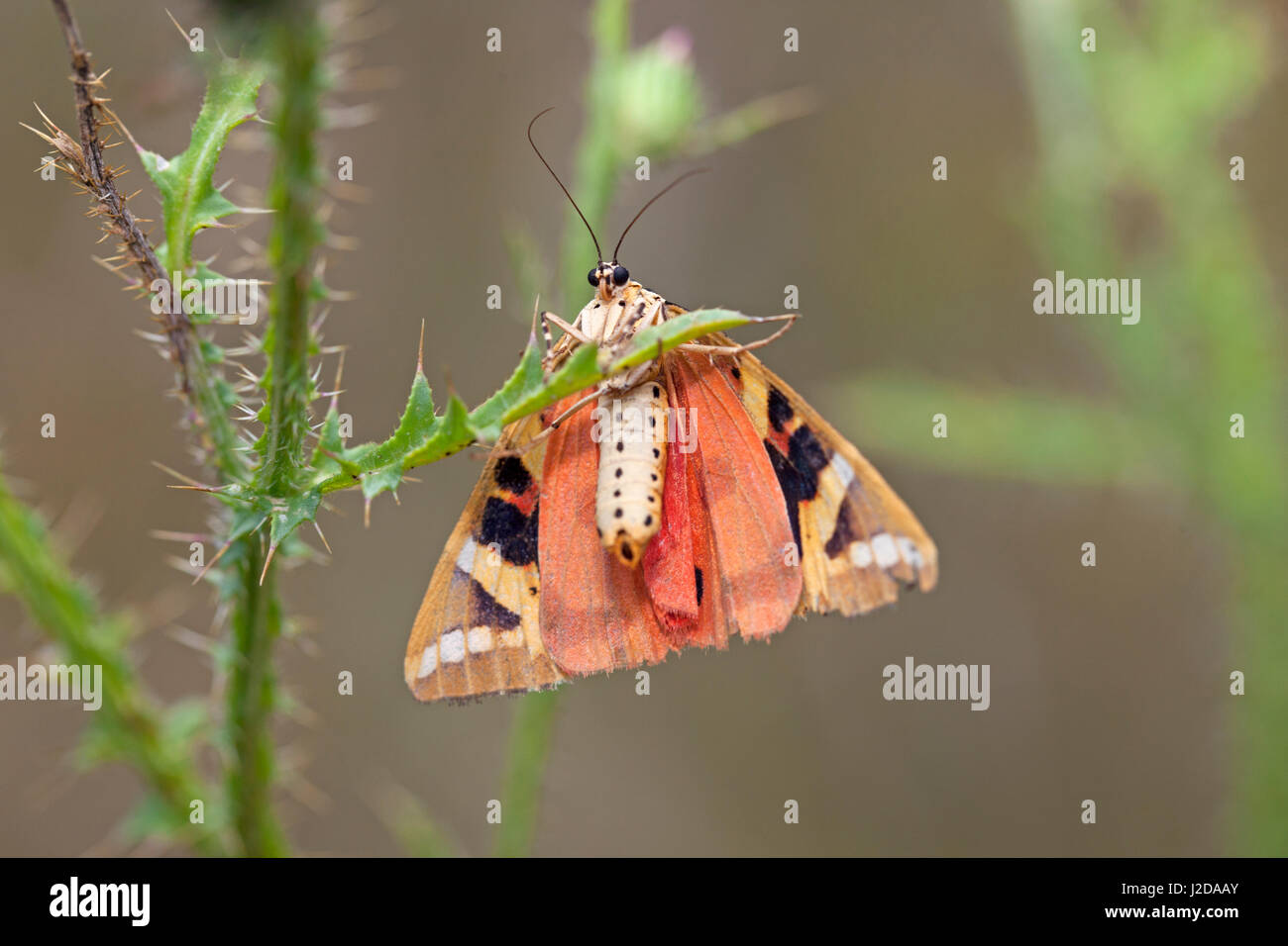 Foto von einem Jersey Tiger Moth Stockfoto