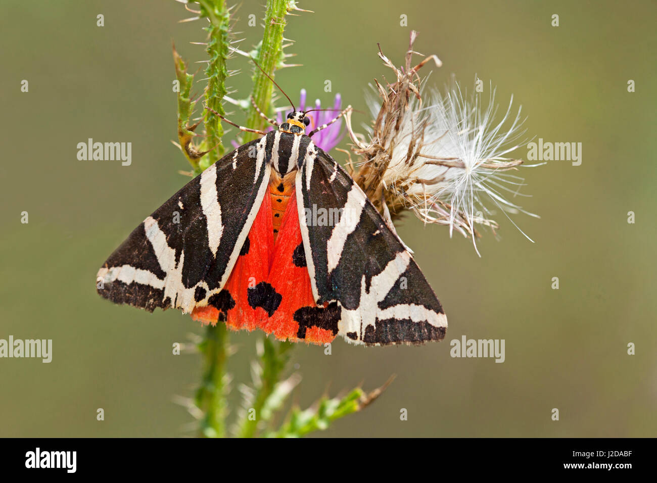 Foto von einem Jersey Tiger Moth Stockfoto