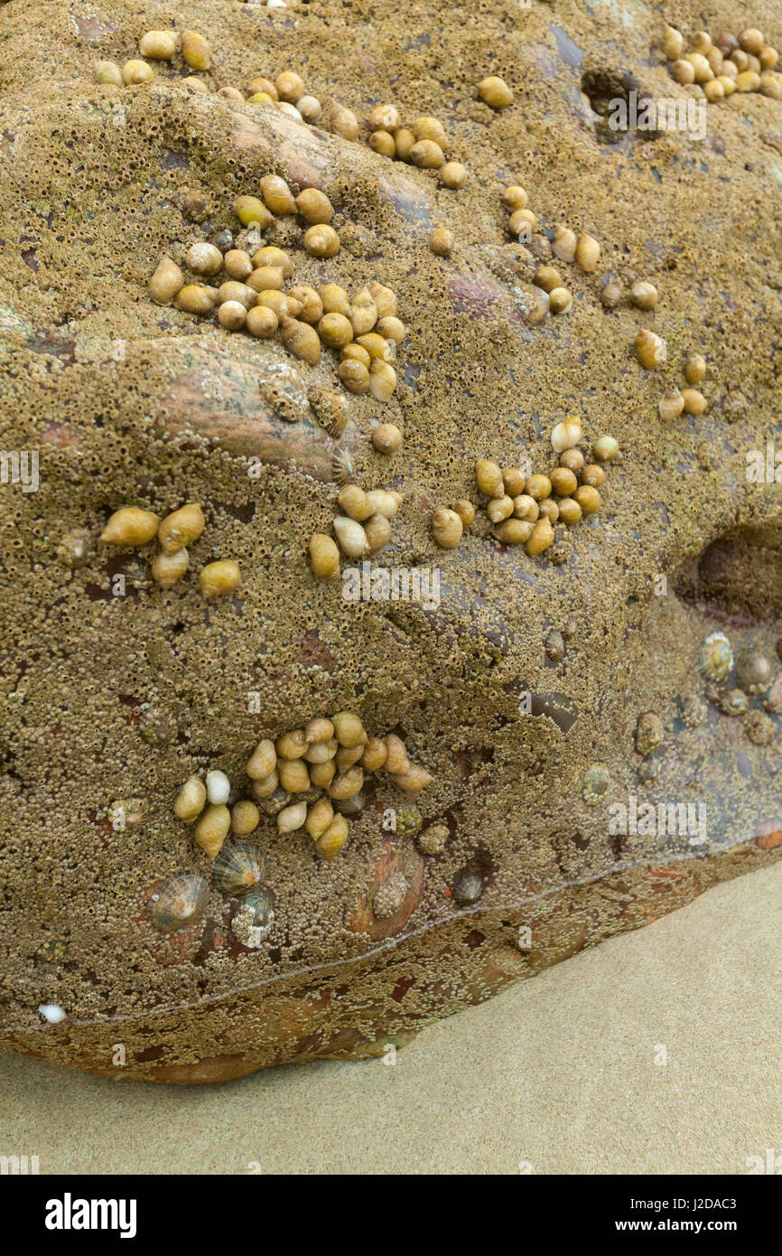 gemeinsamen Wellhornschnecken auf einem Felsen, Flut warten Stockfoto