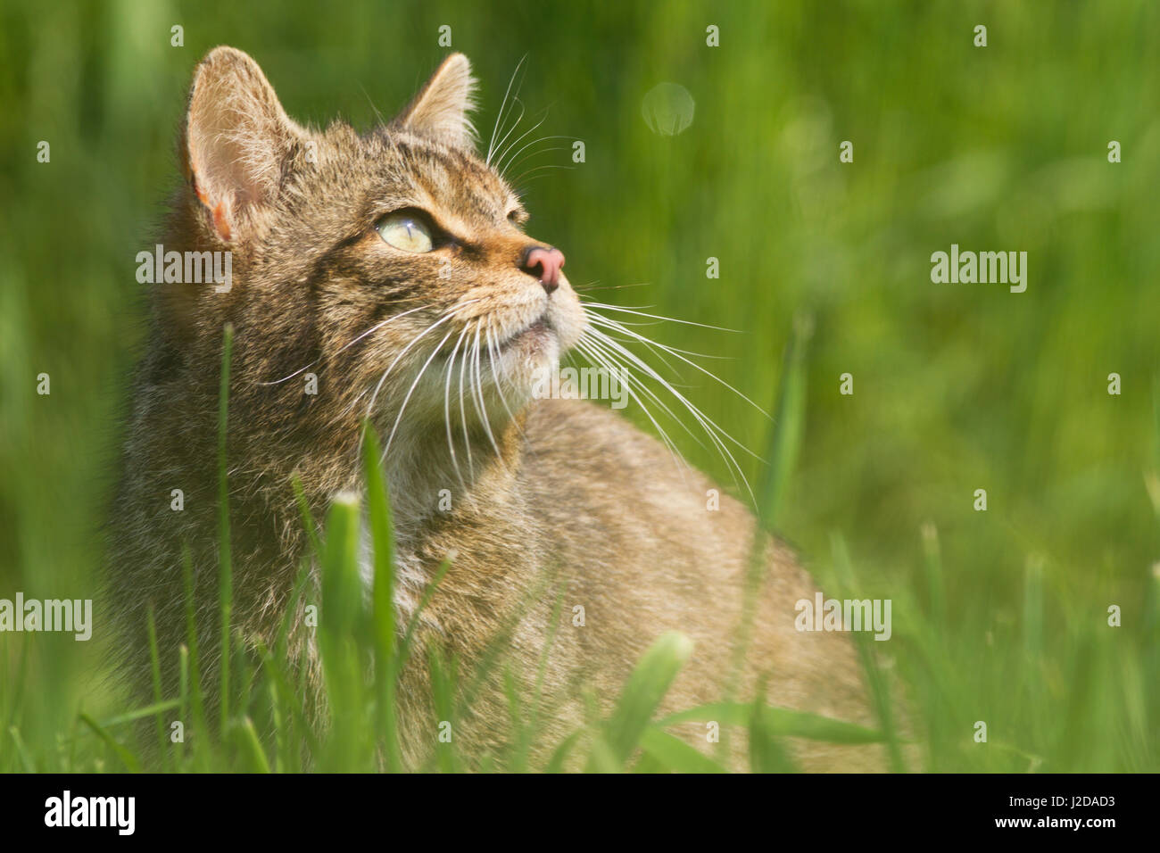 Foto der Europäischen Wildkatze Stockfoto