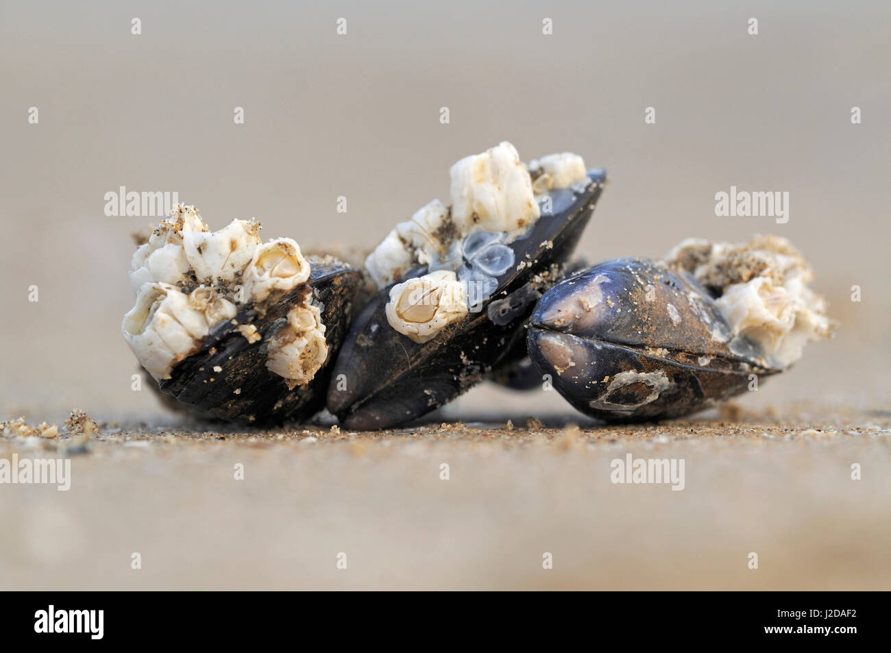 Miesmuscheln, bedeckt mit Sessilias am Strand Stockfoto