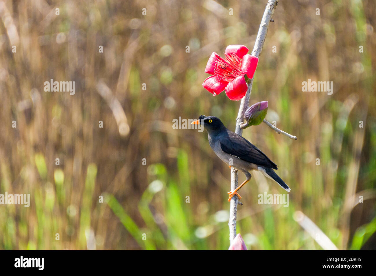 Ein Dschungel myna (acridotheres Fuscus) sitzt neben einer roten Blume der Seide Baumwolle Baum im Chitwan Nationalpark Stockfoto