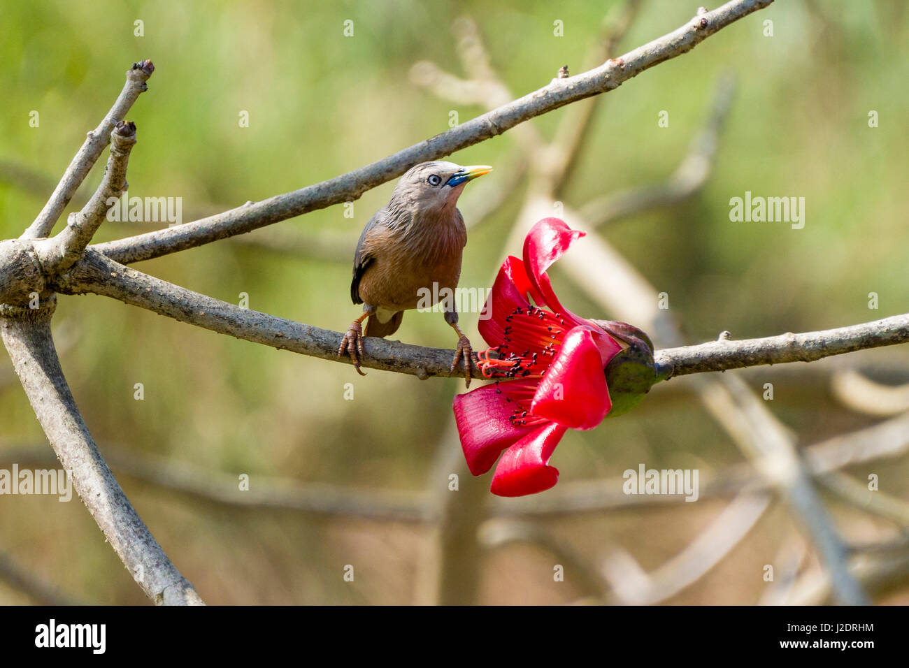 Ein chestnut-bellied Starling (lamprotornis pulcher) sitzt neben einer roten Blume der Seide Baumwolle Baum im Chitwan Nationalpark Stockfoto