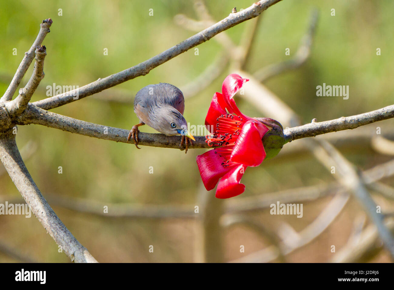 Ein chestnut-bellied Starling (lamprotornis pulcher) sitzt neben einer roten Blume der Seide Baumwolle Baum im Chitwan Nationalpark Stockfoto