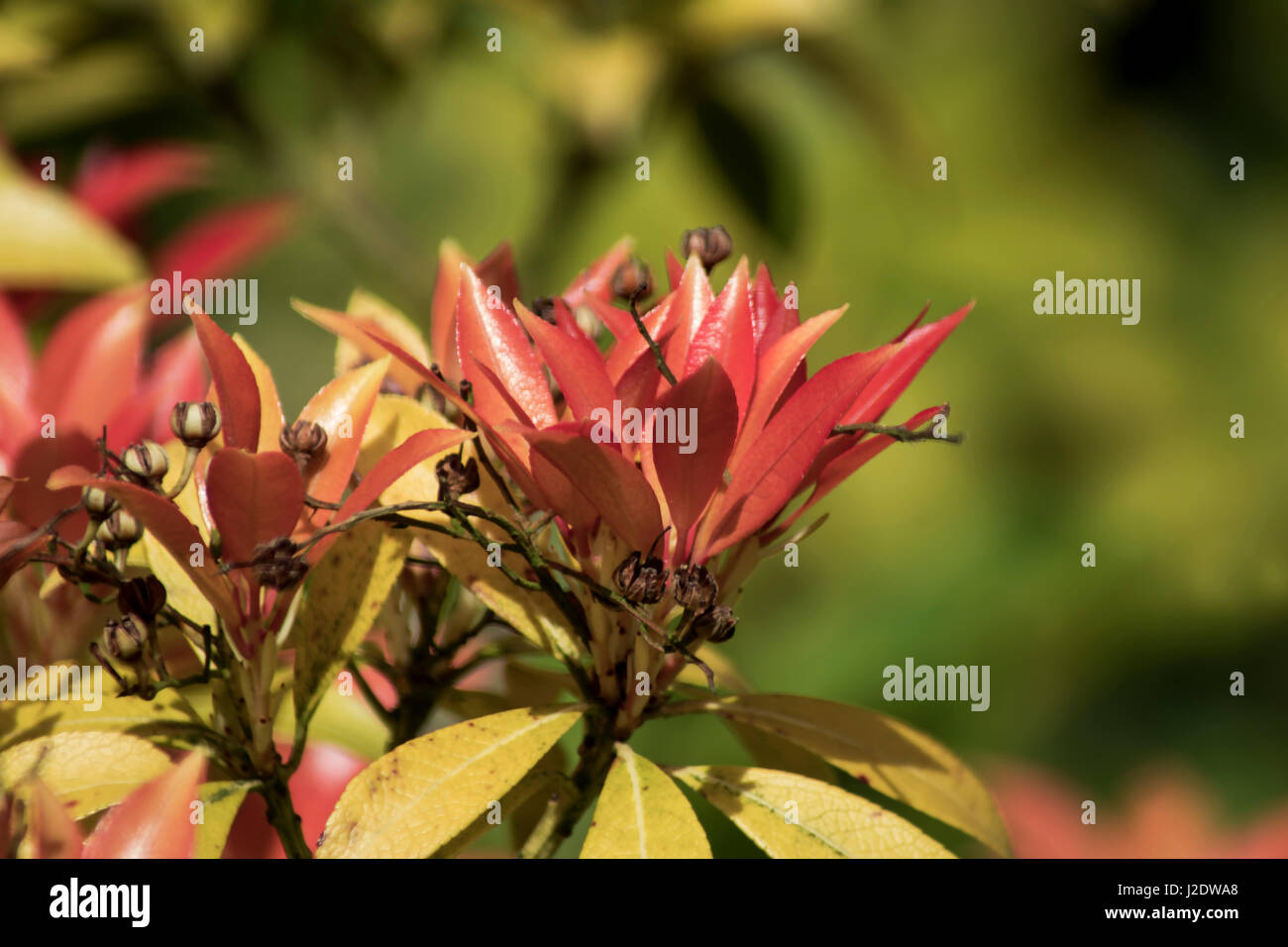 Blumen. Details des Parks. Pflanzen mit Auge-Makro-Objektiv. Faszinierende Details. Stockfoto